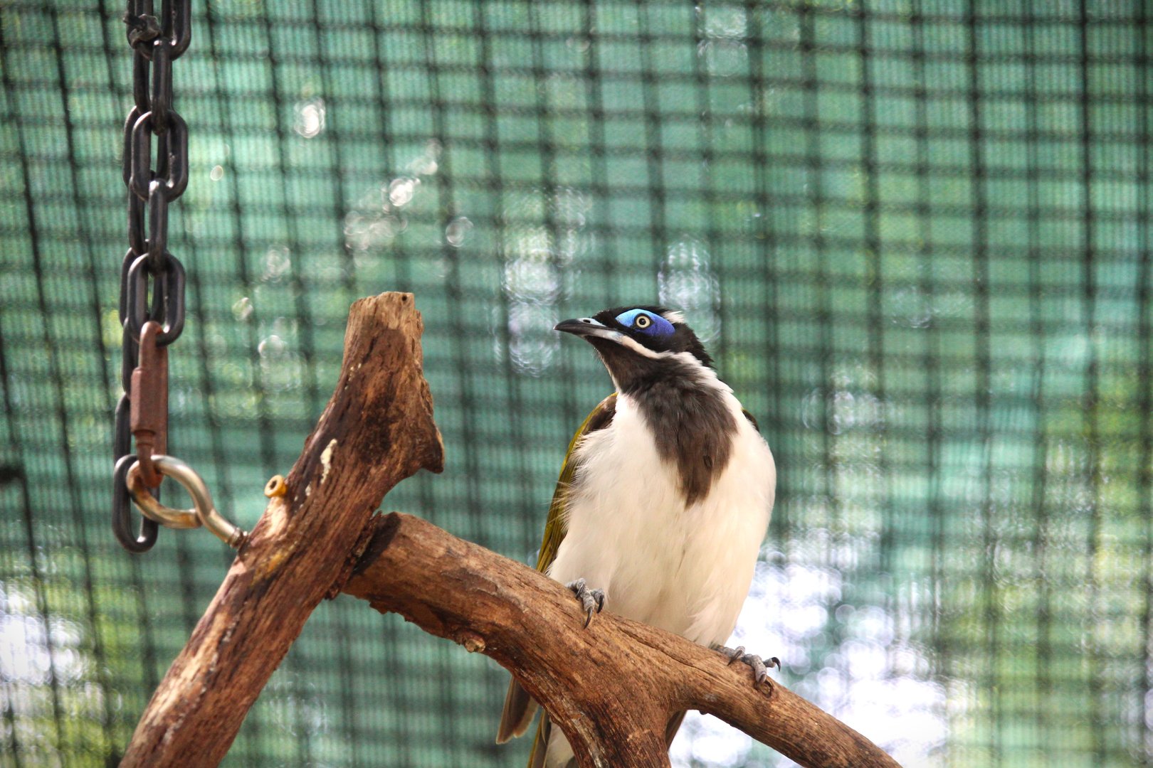 Asian Gardens - Blue-faced Honeyeater