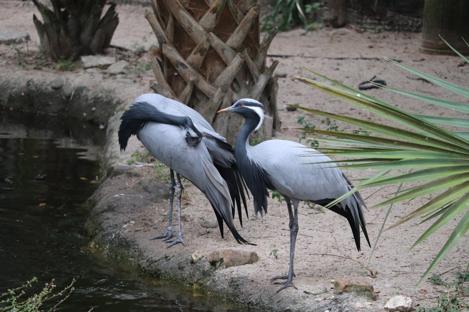 Asian Gardens - Demoiselle Crane