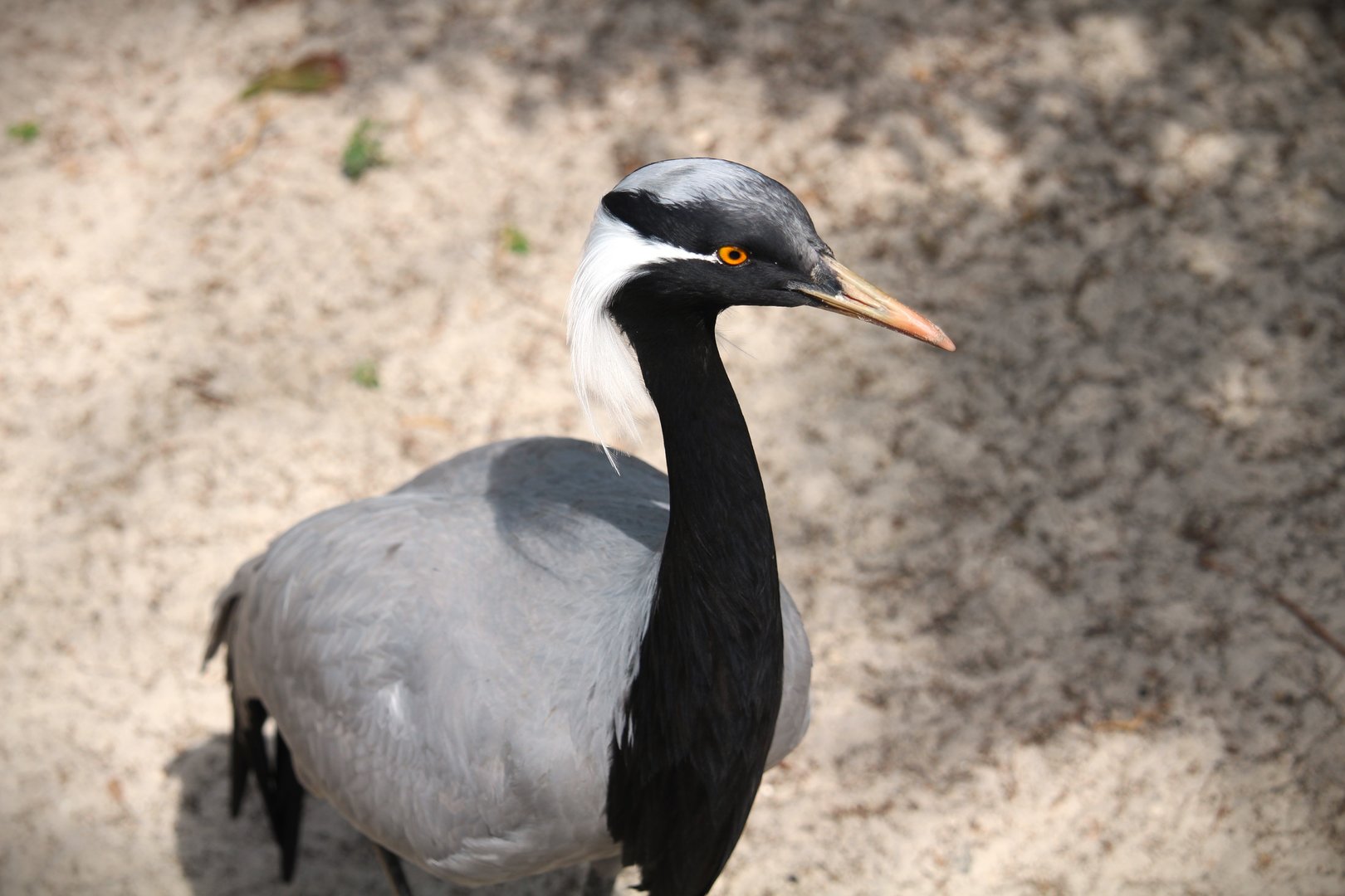 Asian Gardens - Demoiselle Crane