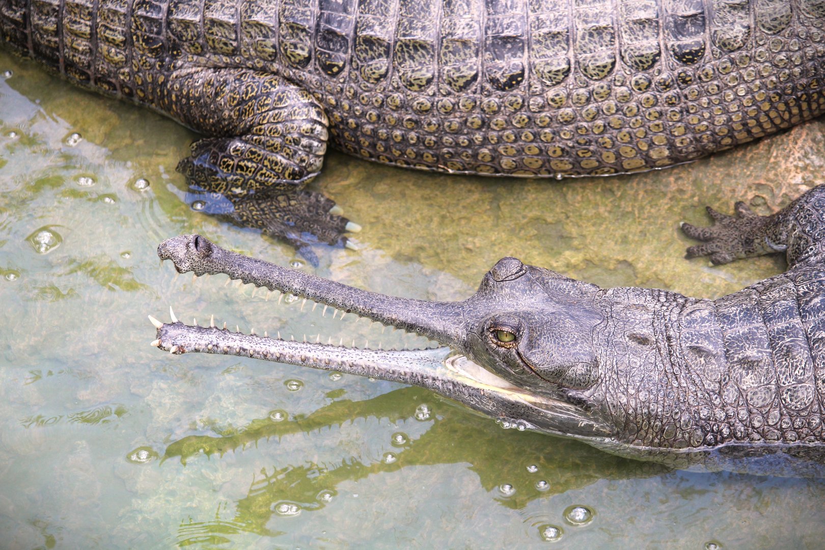 Asian Gardens - Gharial