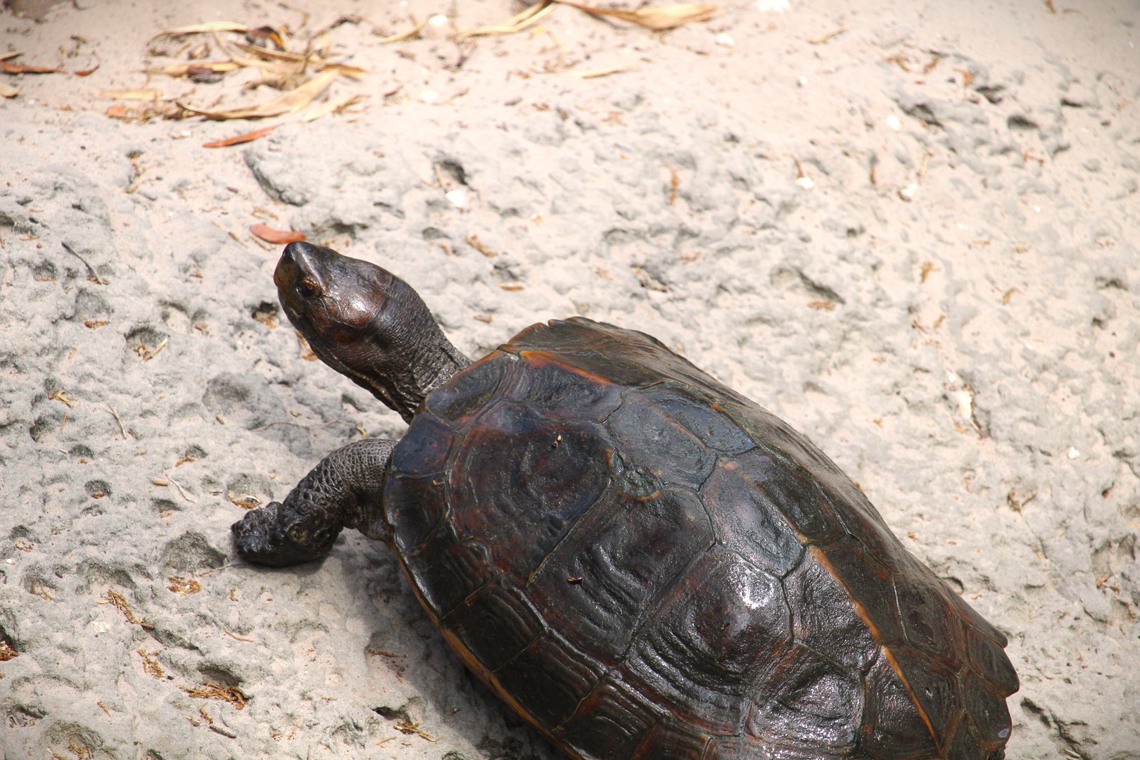 Asian Gardens - Giant Asian Pond Turtle