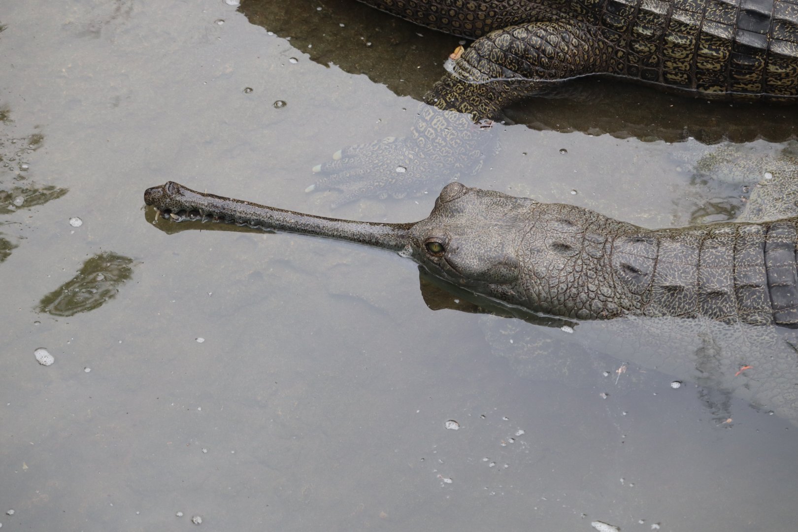 Asian Gardens - Indian Gharial