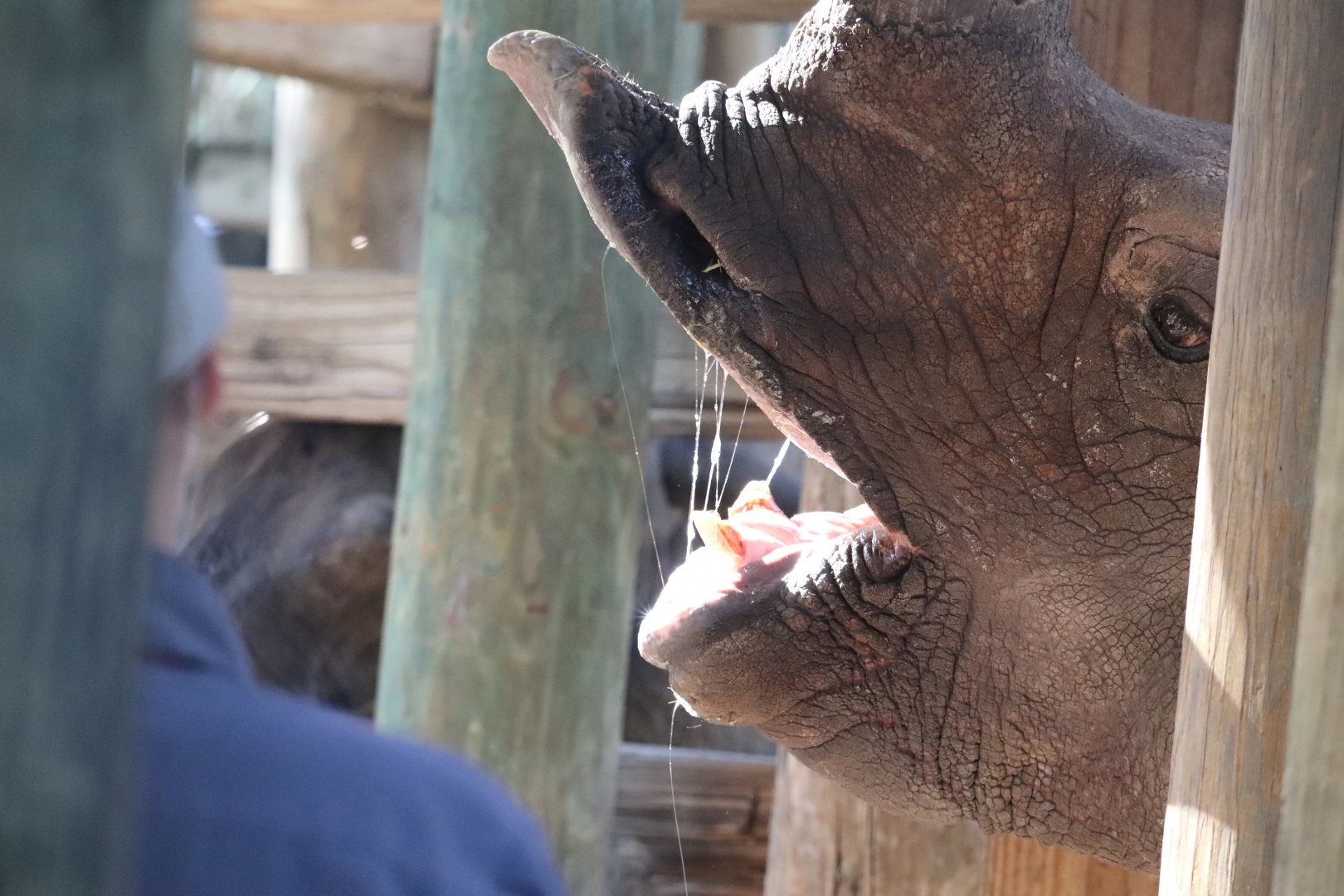 Asian Gardens - Indian Rhinoceros Awaiting Snacks