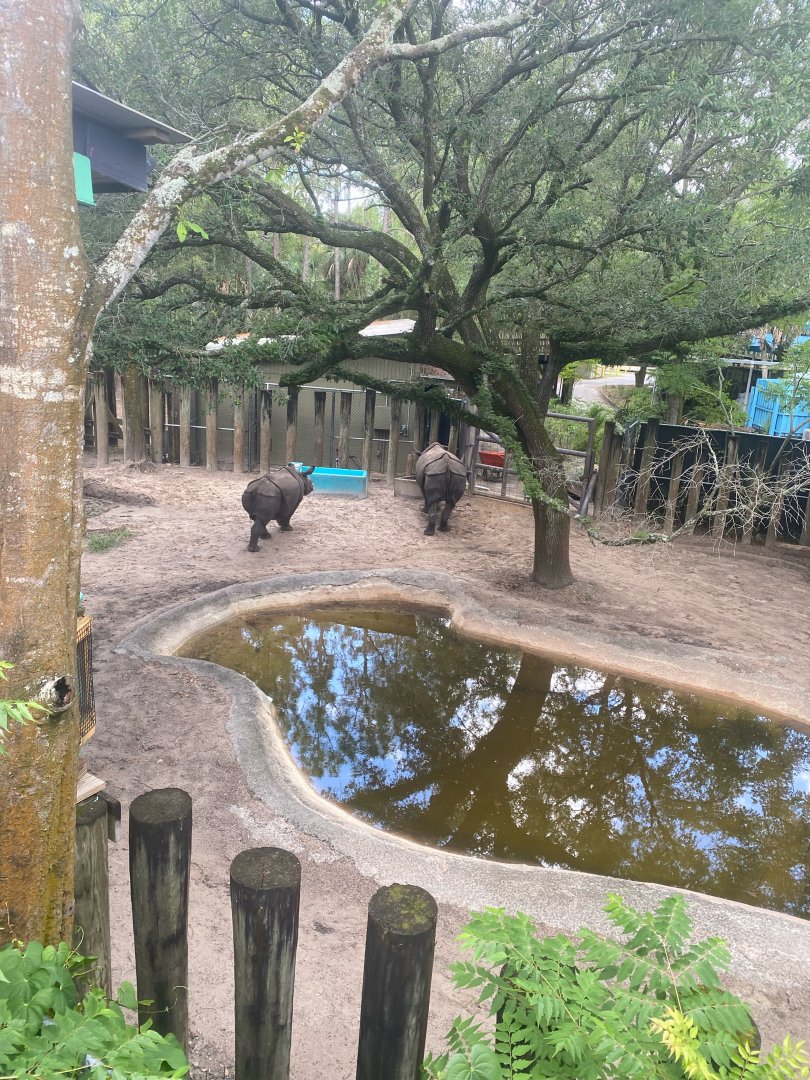 Asian Gardens- Indian Rhinoceros Exhibit