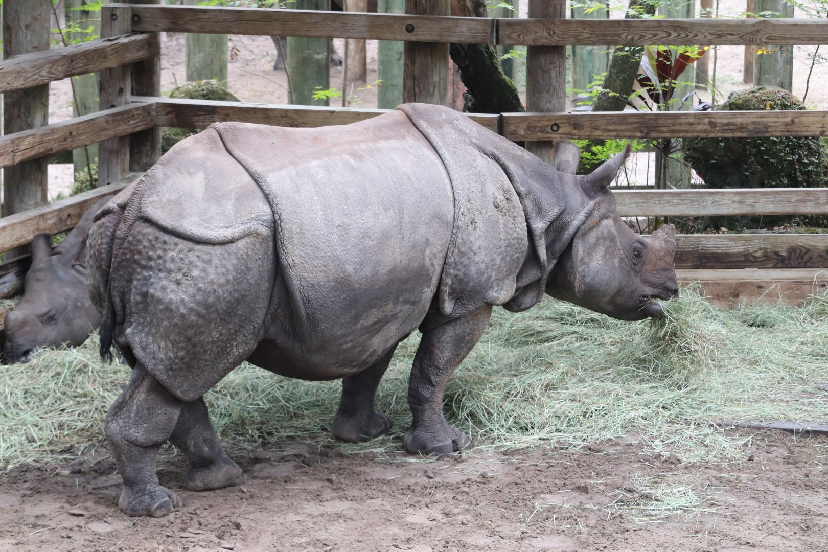 Asian Gardens - Indian Rhinoceros
