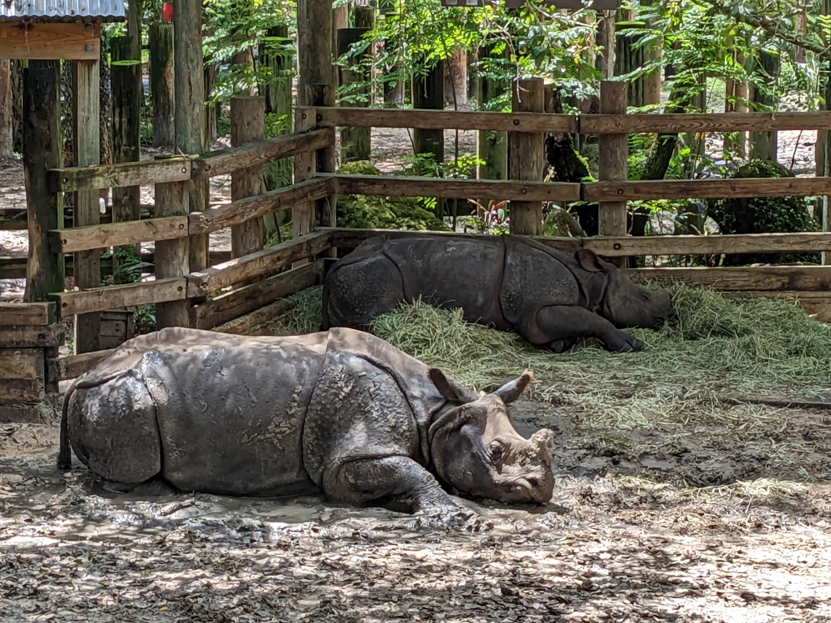Asian Gardens - Indian rhinos