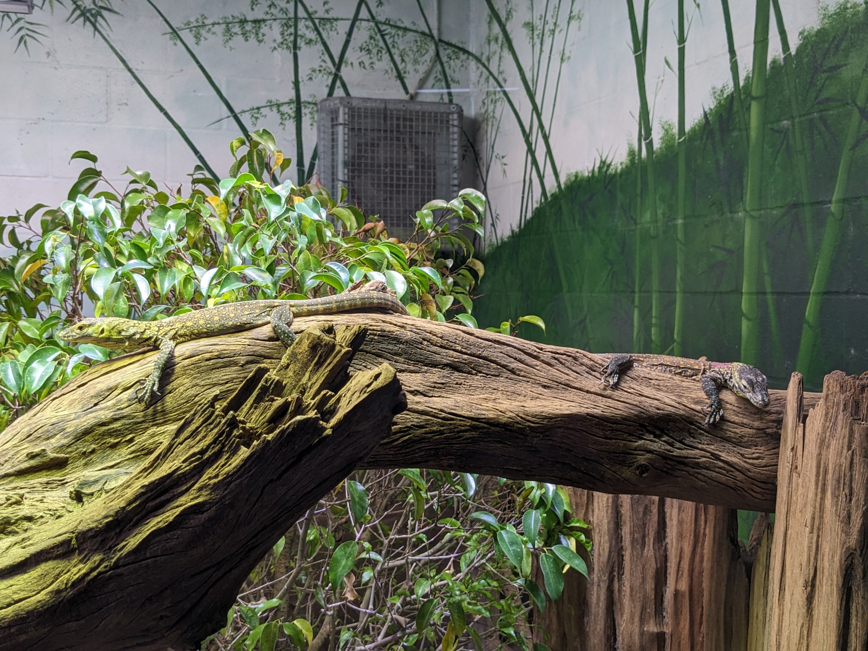 Asian Gardens - juvenile Komodo dragons (2)