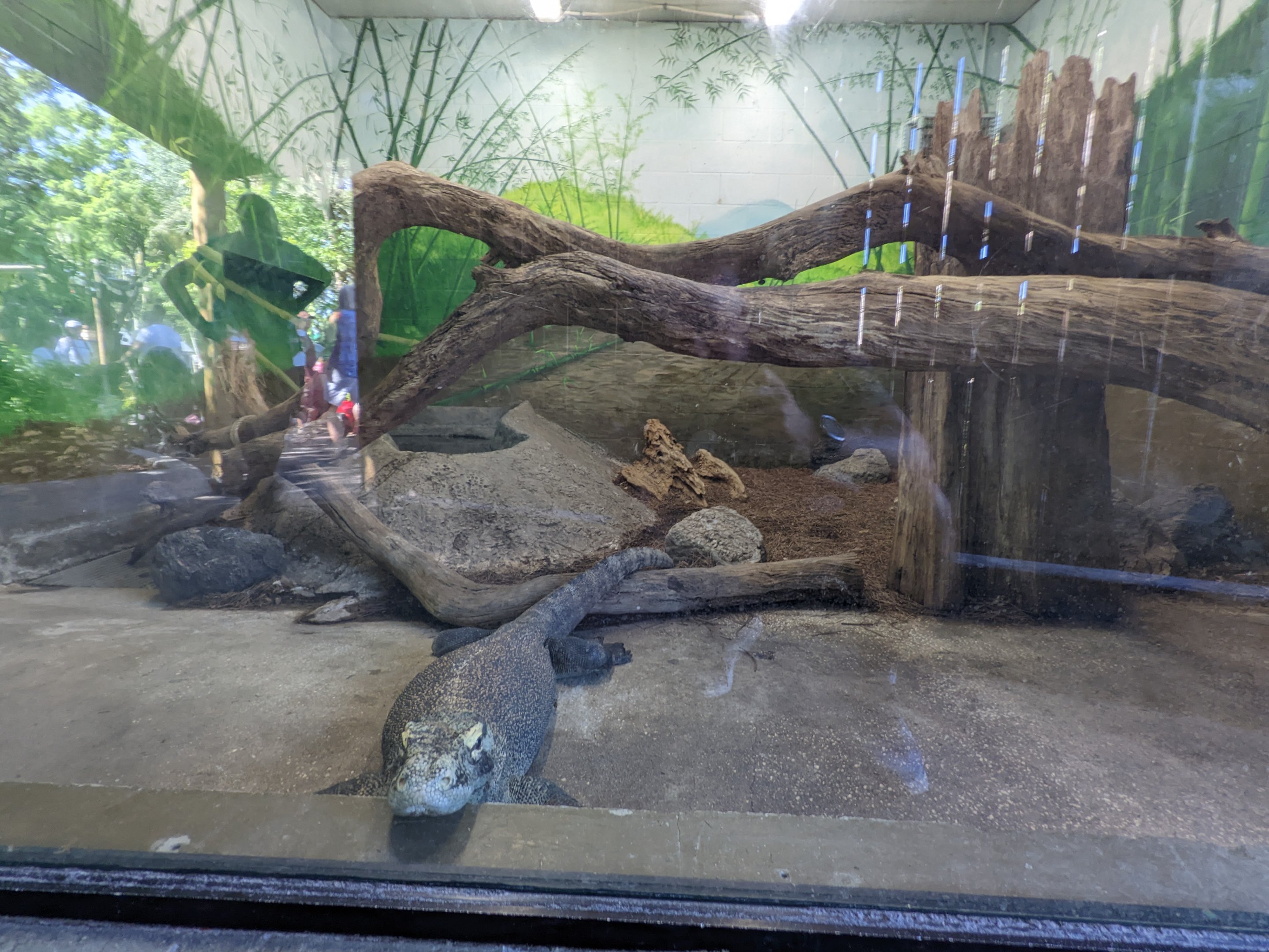 Asian Gardens - komodo dragon (indoor enclosure)