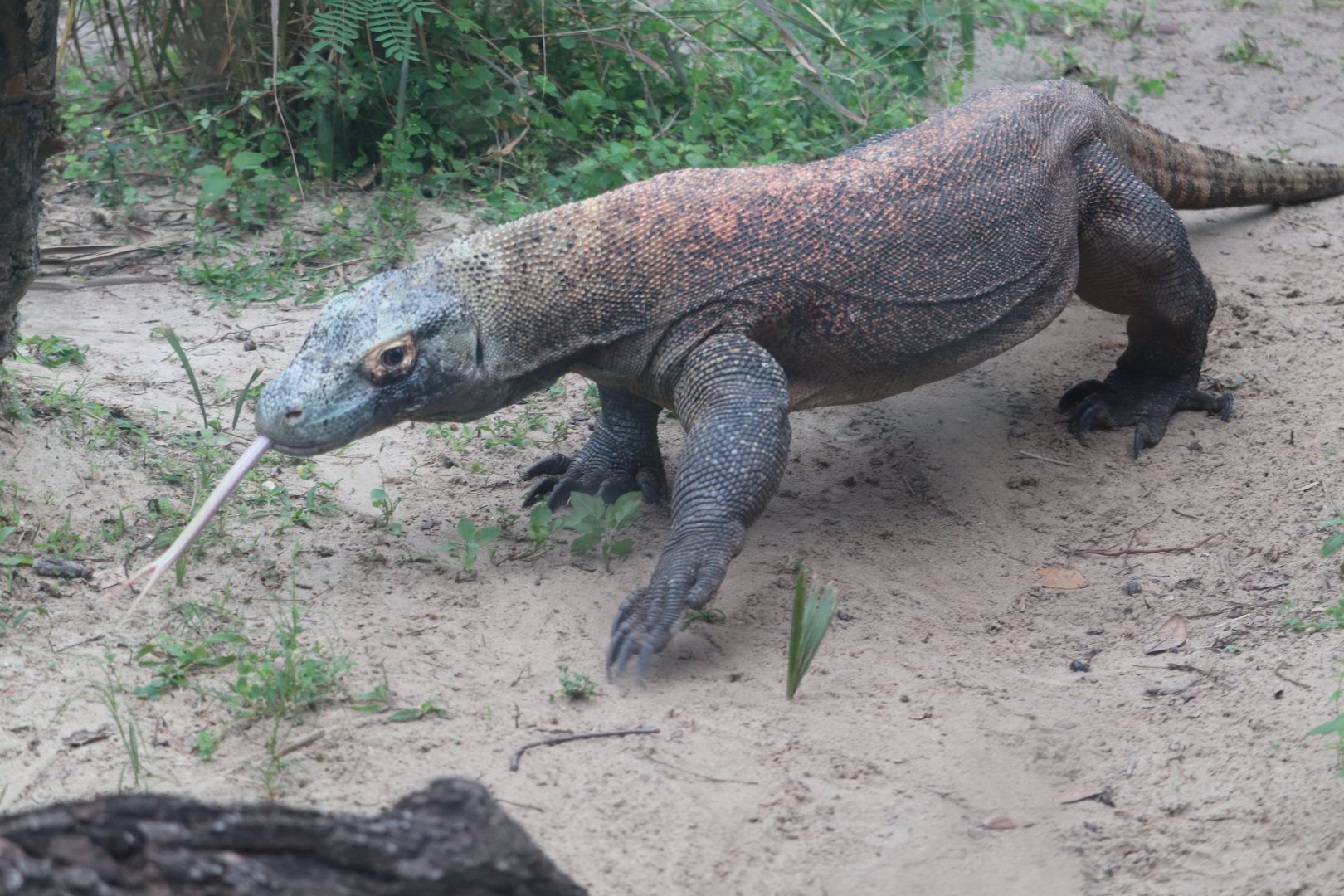 Asian Gardens - Komodo Dragons