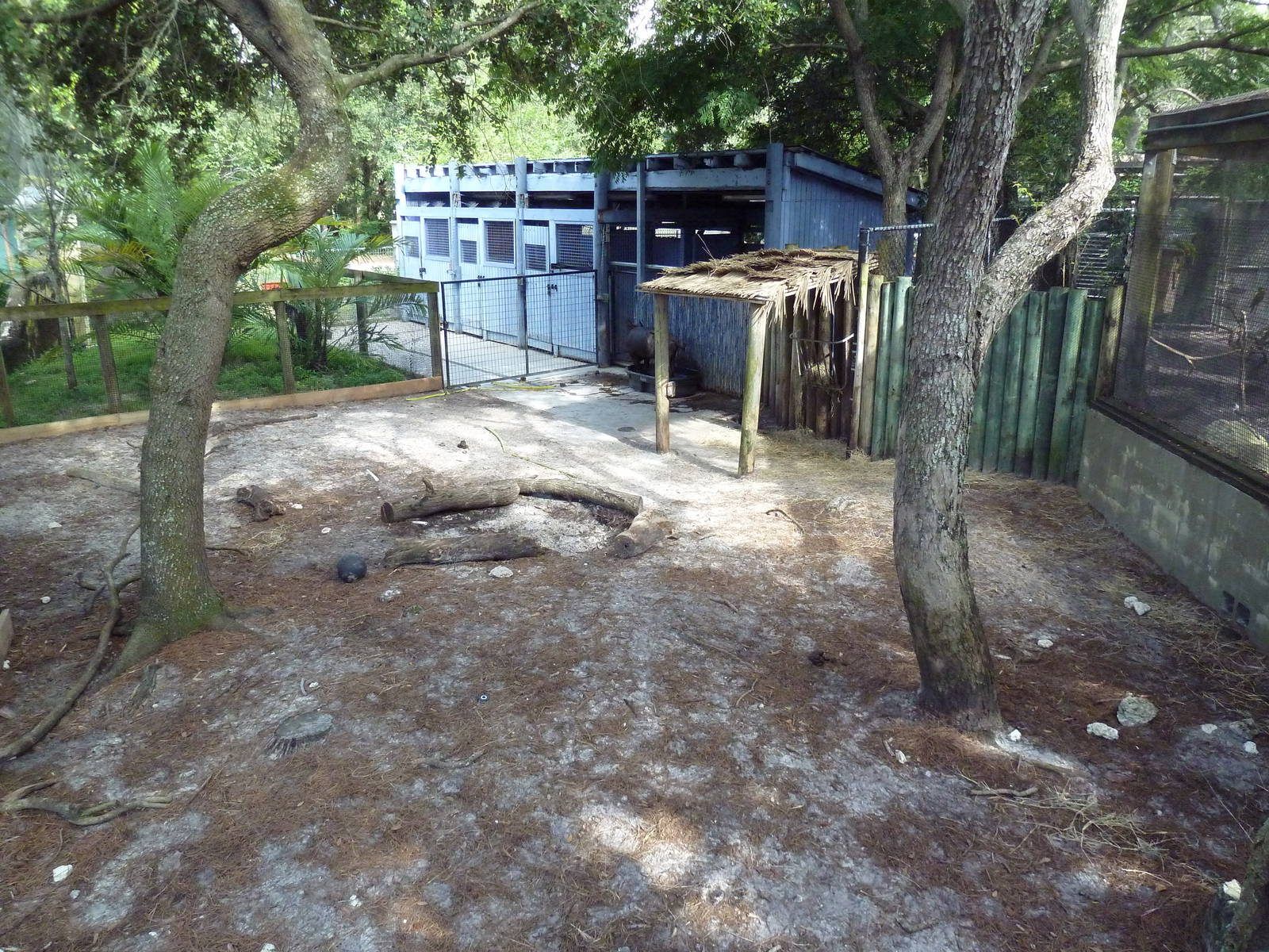 Asian Gardens - Lowland Anoa Exhibit