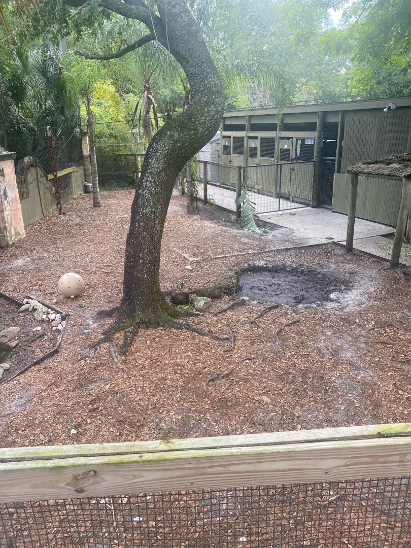 Asian Gardens- Lowland Anoa Exhibit