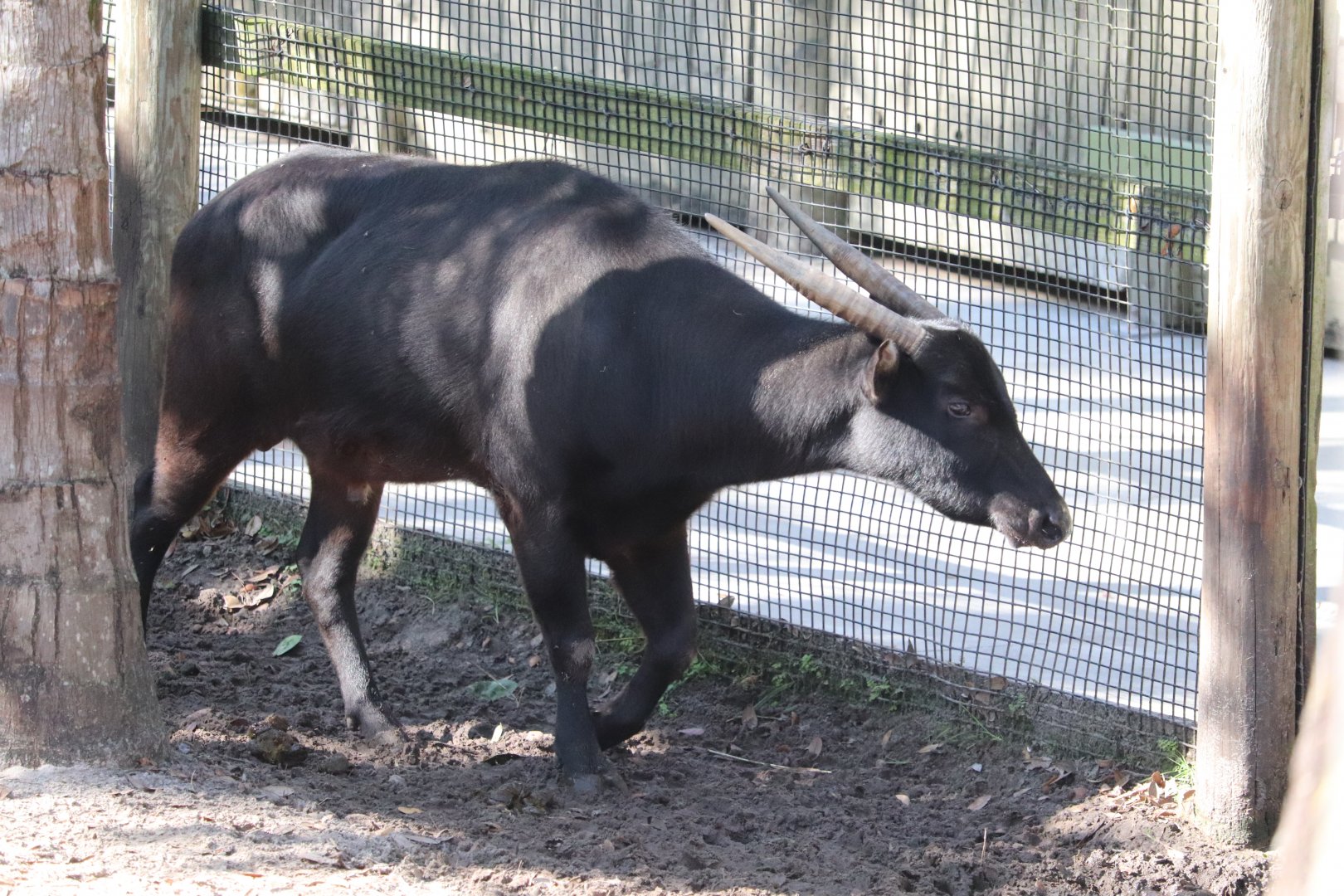 Asian Gardens - Lowland Anoa