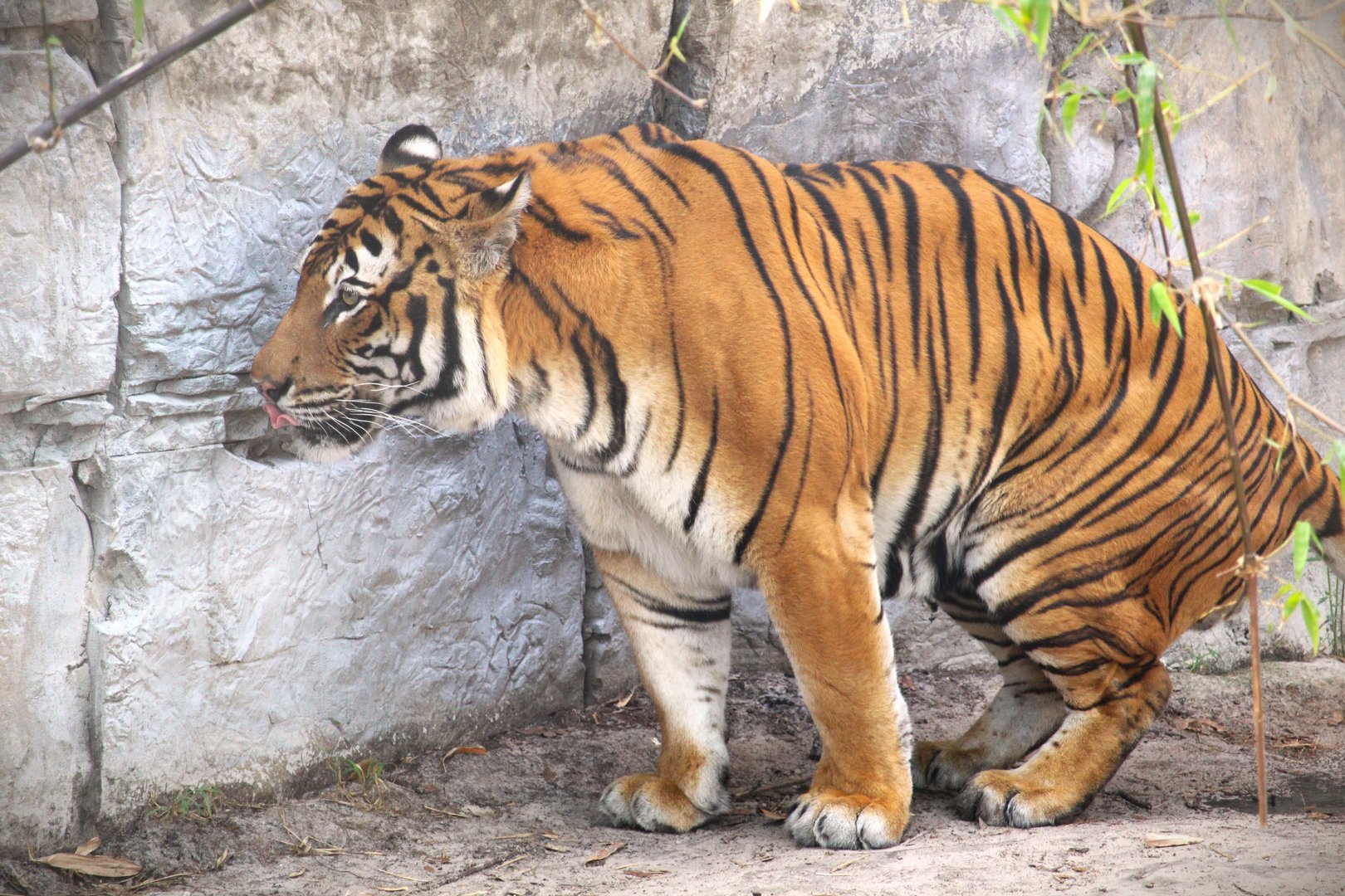 Asian Gardens - Mainland Asian (Malayan) Tiger