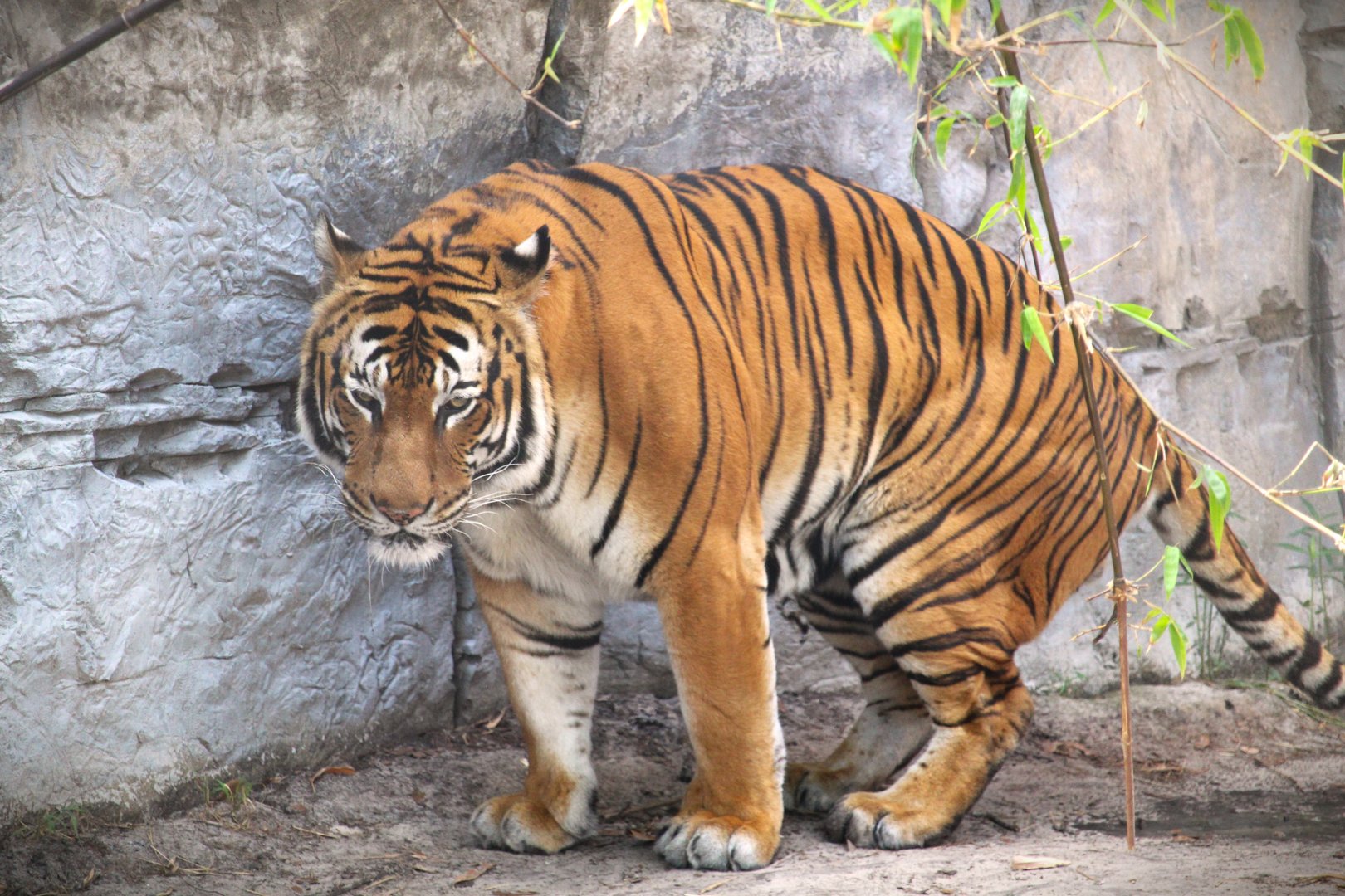 Asian Gardens - Mainland Asian (Malayan) Tiger