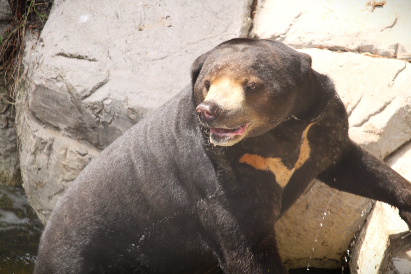 Asian Gardens - Malayan Sun Bear