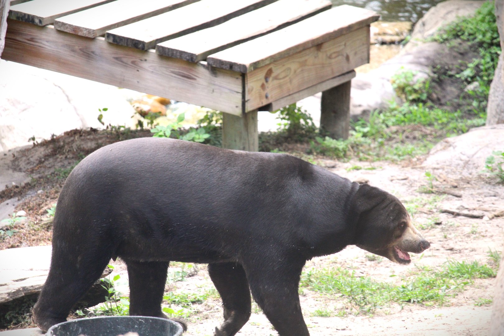 Asian Gardens - Malayan Sun Bear