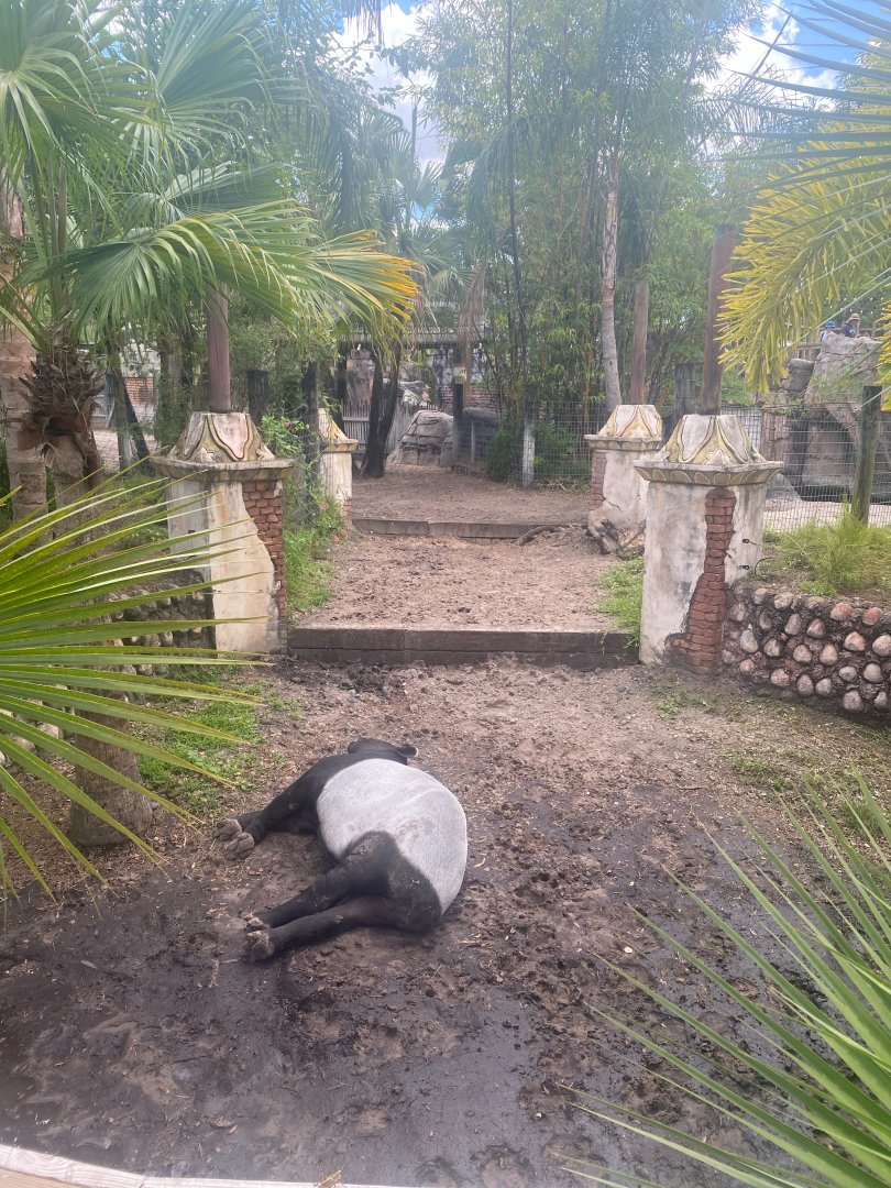 Asian Gardens- Malayan Tapir Exhibit