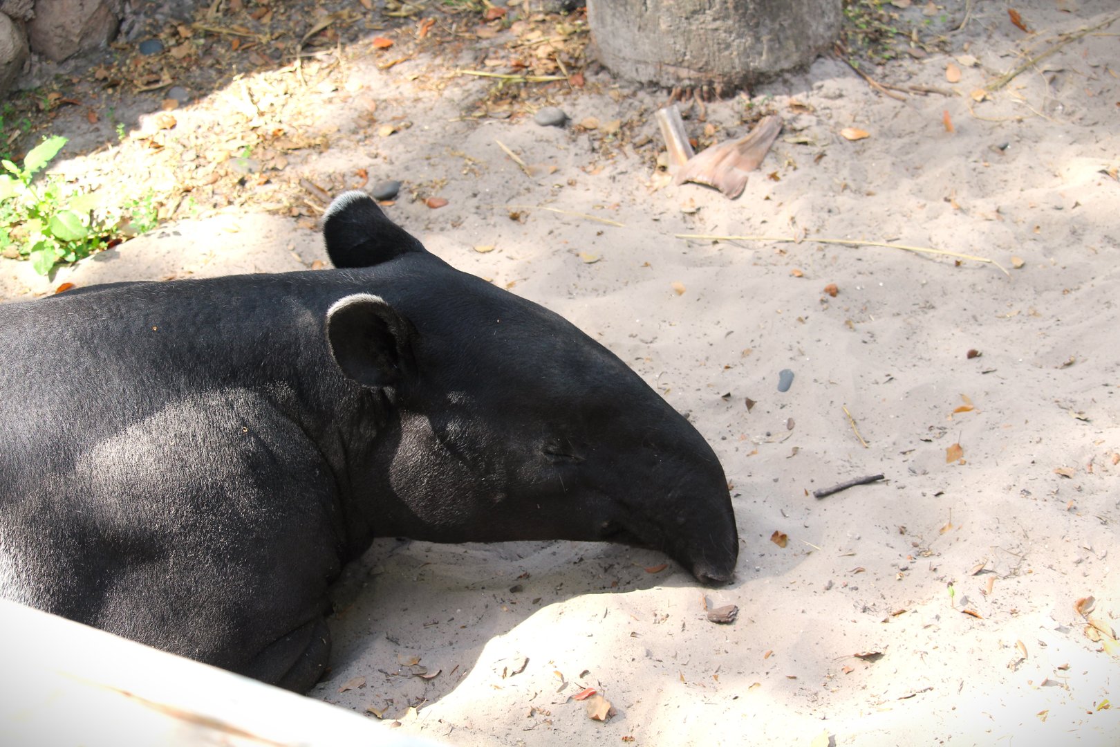 Asian Gardens - Malayan Tapir