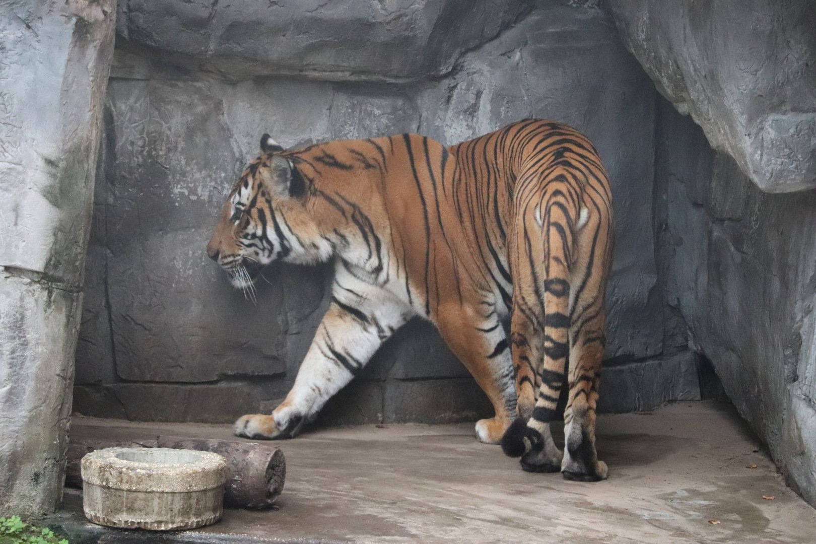 Asian Gardens - Malayan Tiger