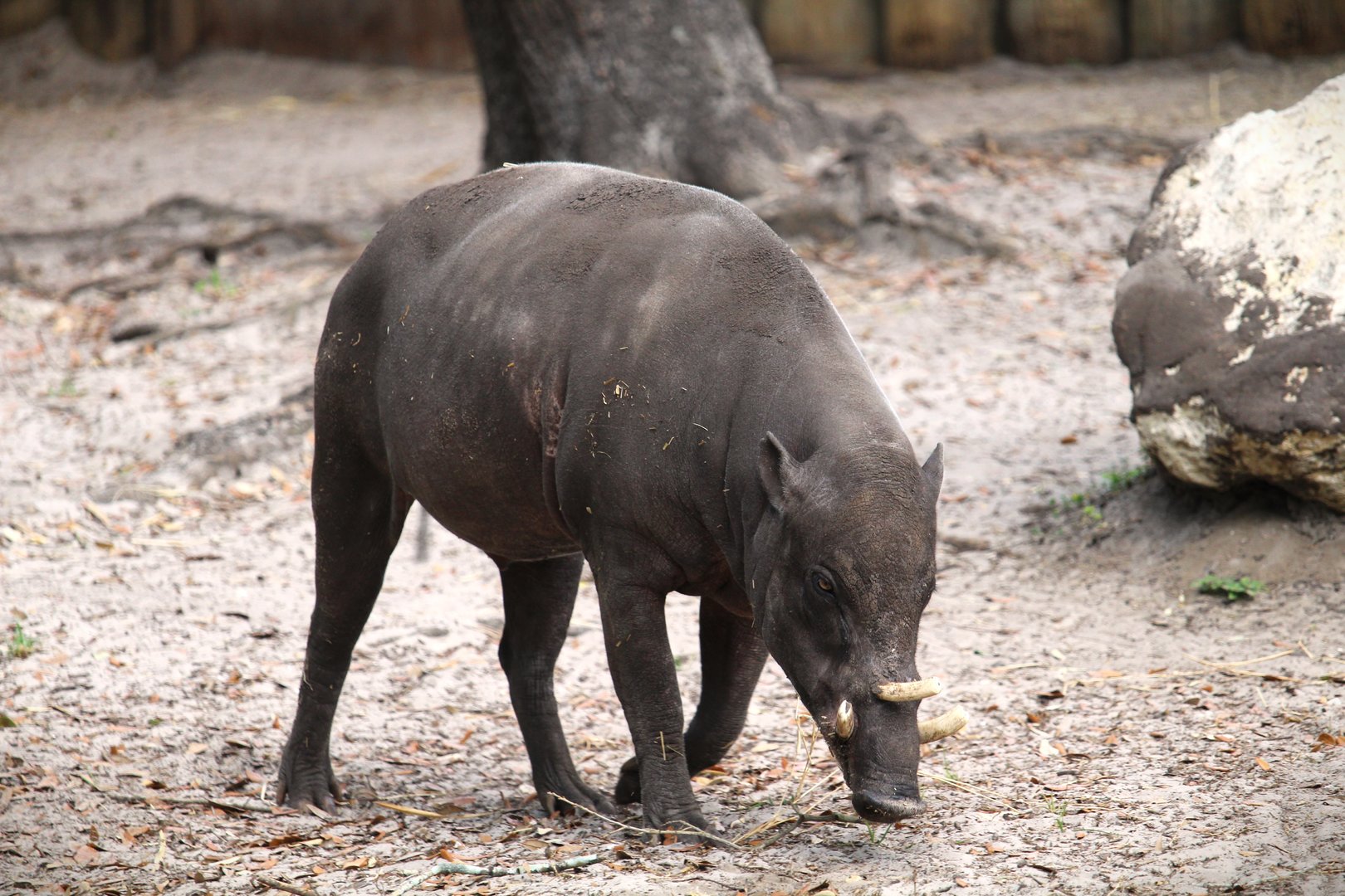 Asian Gardens - North Sulawesi Babirusa