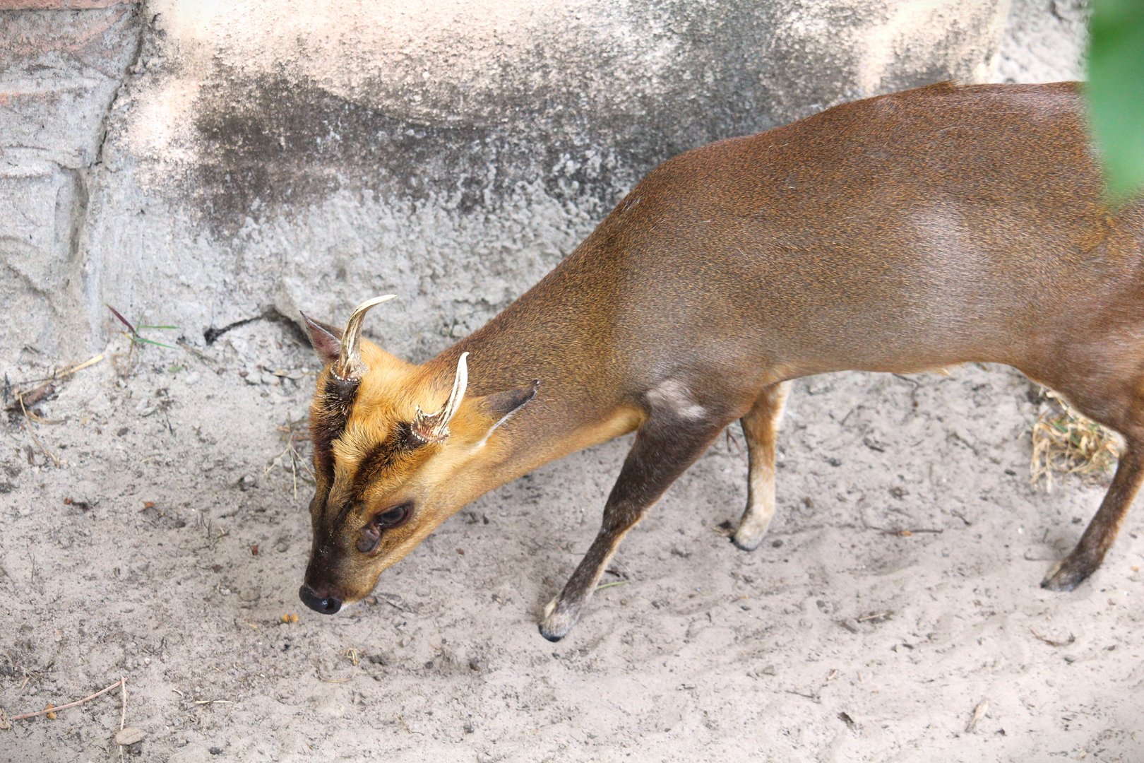 Asian Gardens - Reeves's Muntjac