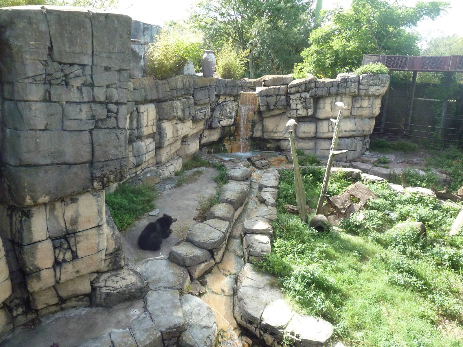 Asian Gardens - Sloth Bear Exhibit