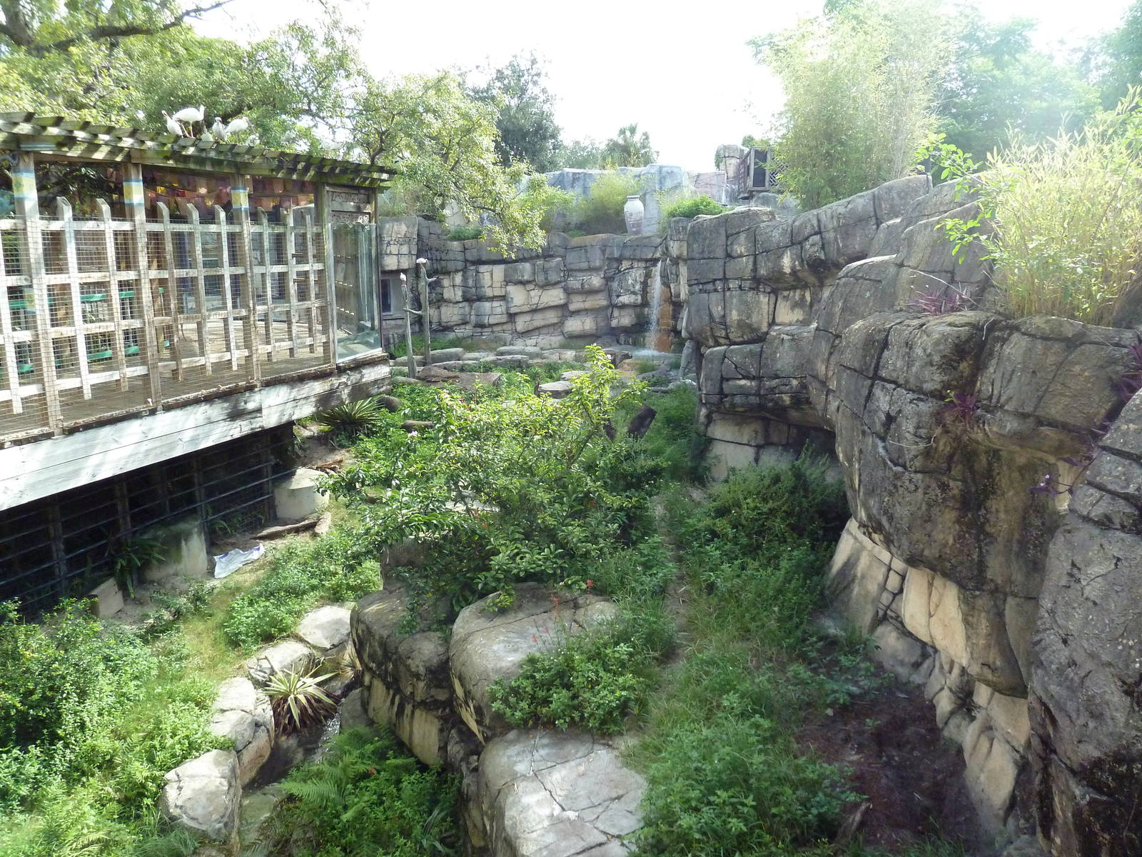 Asian Gardens - Sloth Bear Exhibit