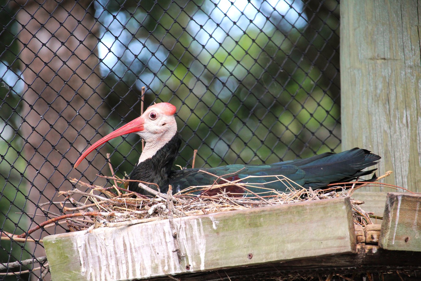 Asian Gardens - Southern Bald Ibis