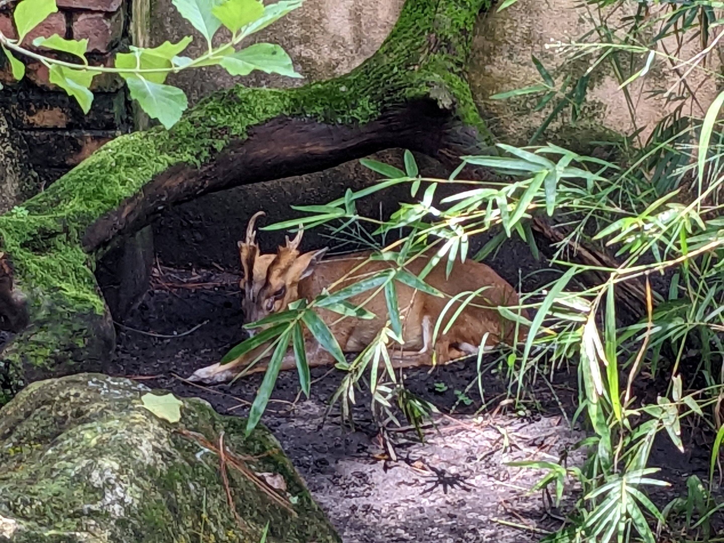 Asian Gardens - Sulawesi Aviary - Reeves's muntjac