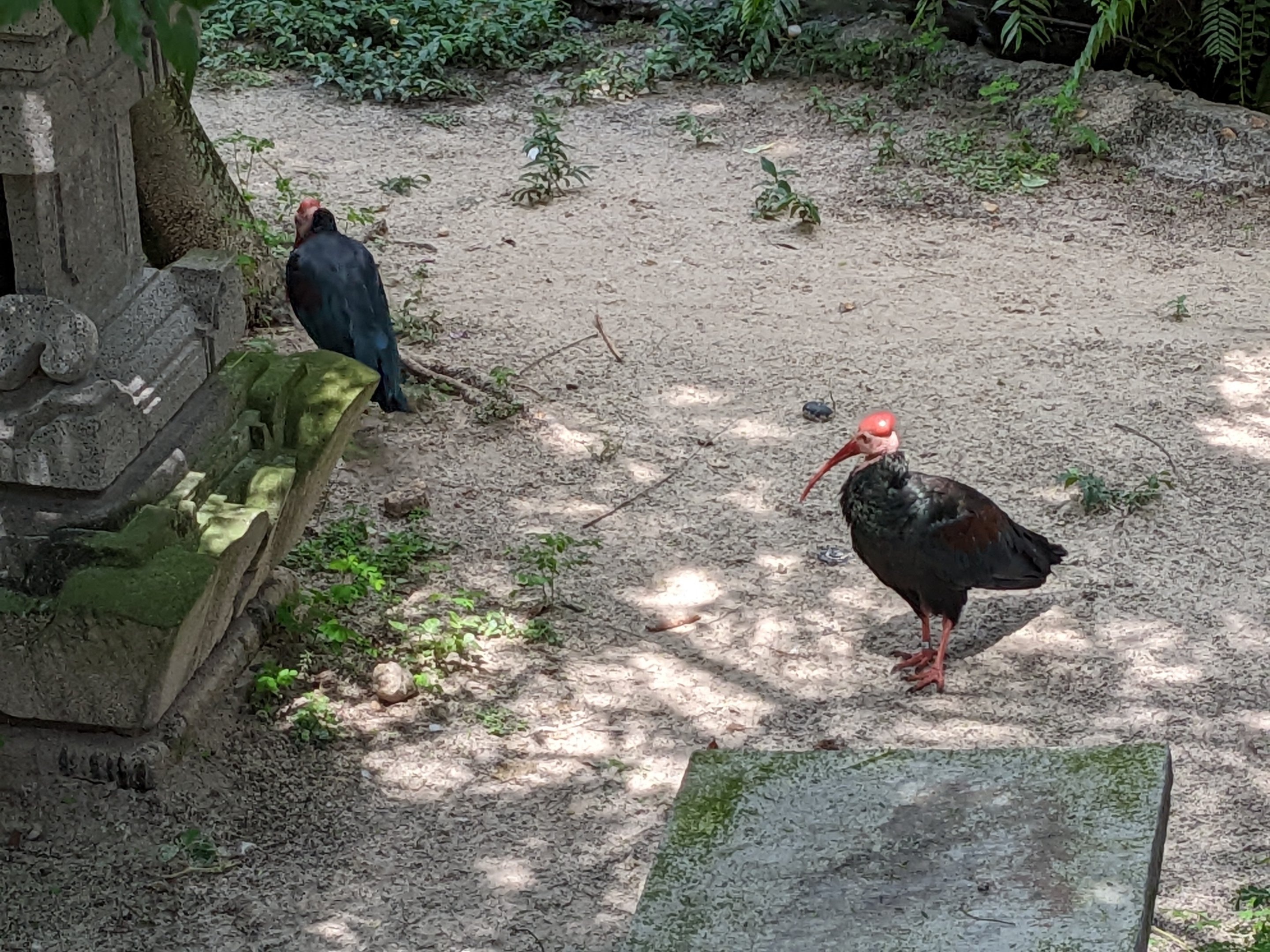 Asian Gardens  - Sulawesi Aviary