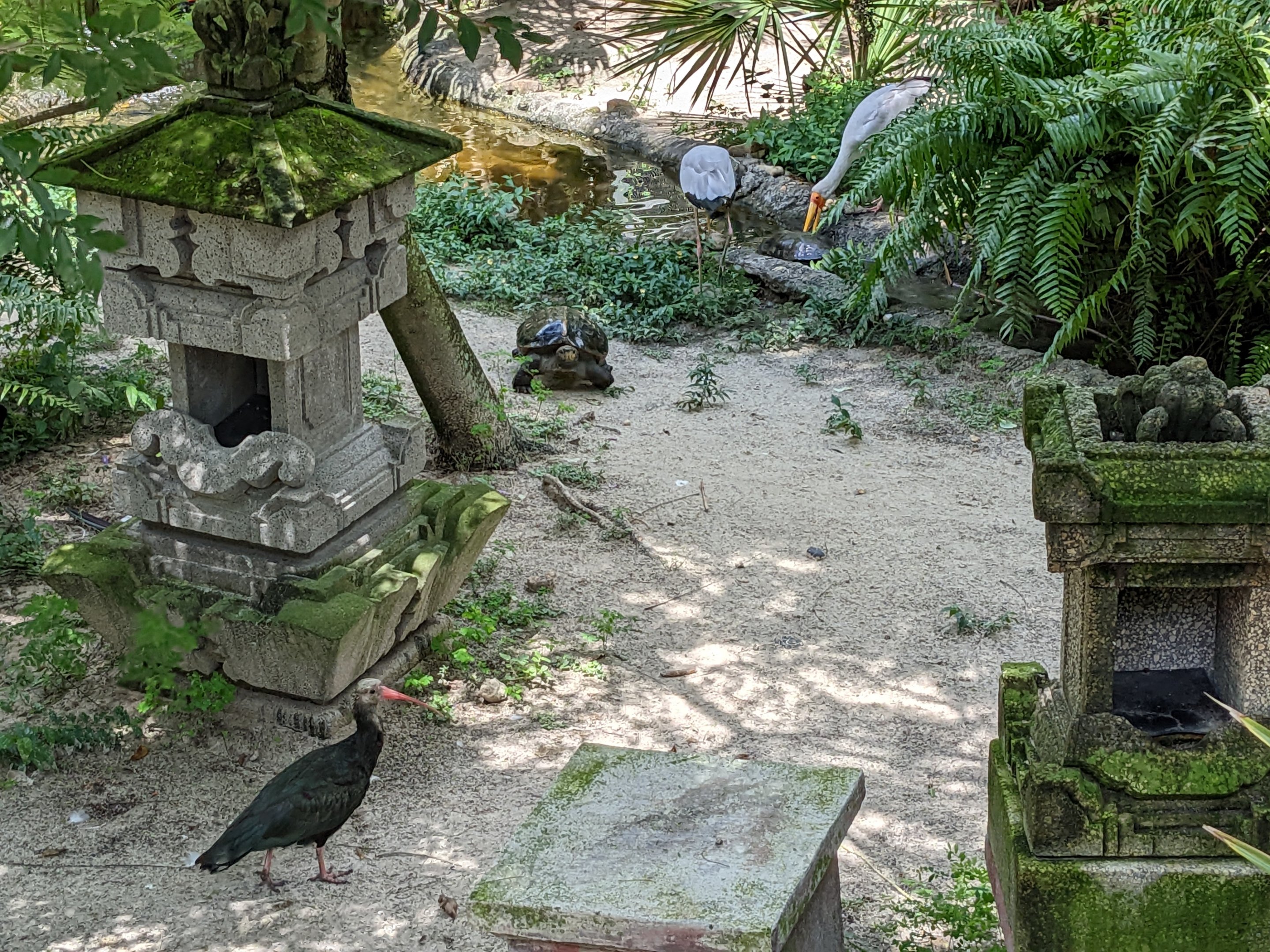 Asian Gardens - Sulawesi Aviary