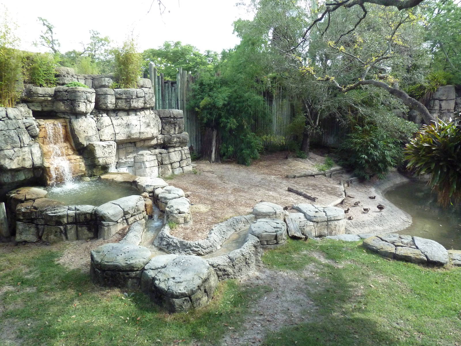 Asian Gardens - Tufted Deer/Reeves' Muntjac Exhibit