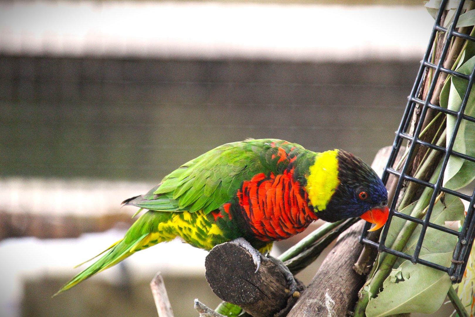 Asian Gardens - Western Coconut Lorikeet
