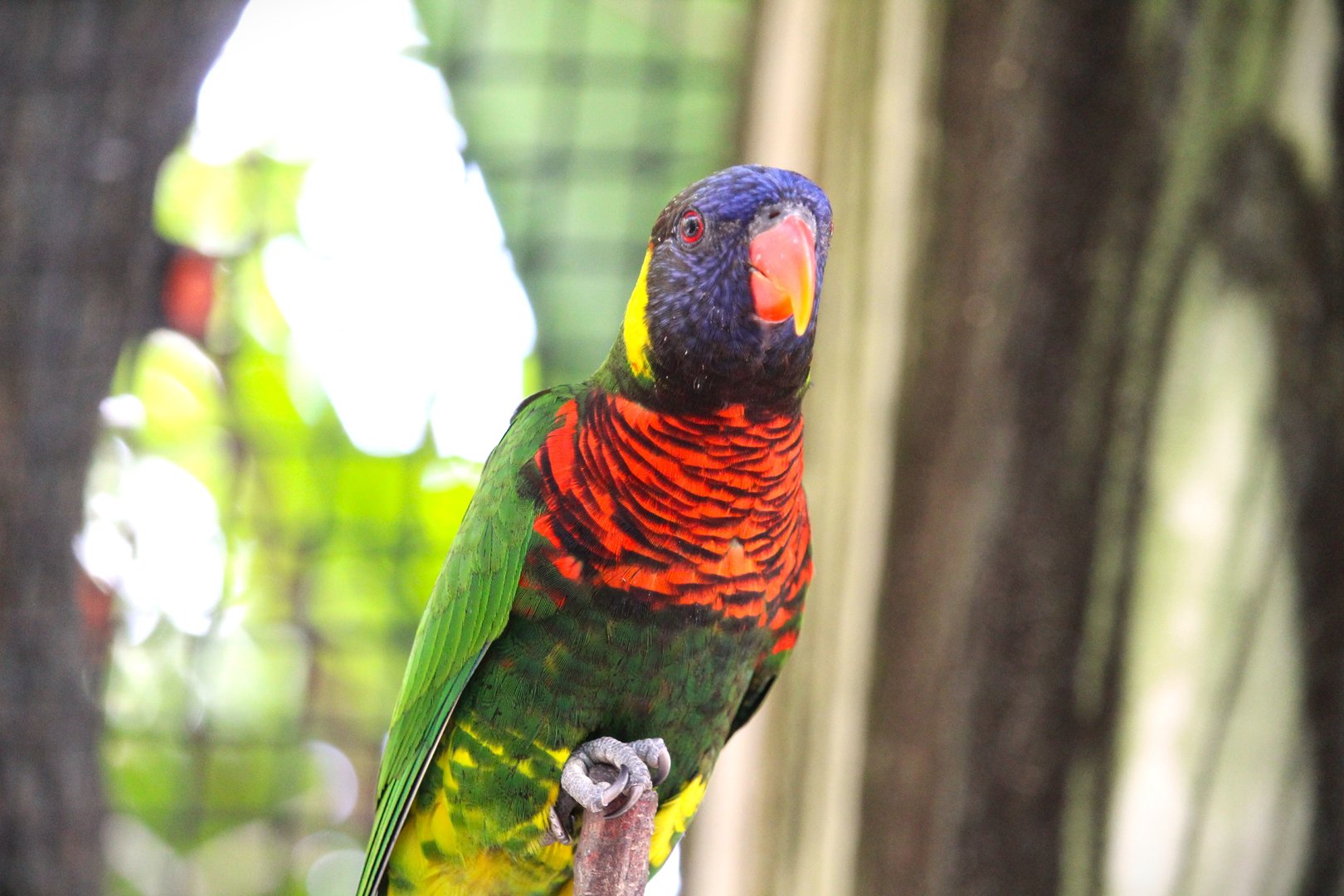 Asian Gardens - Western Coconut Lorikeet