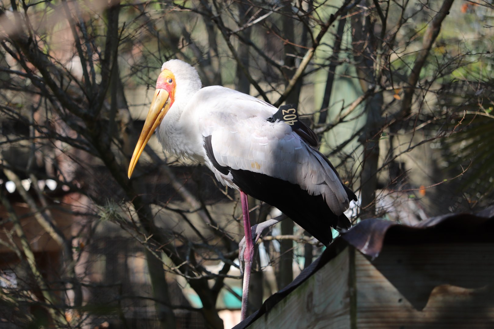 Asian Gardens - Yellow-billed Stork