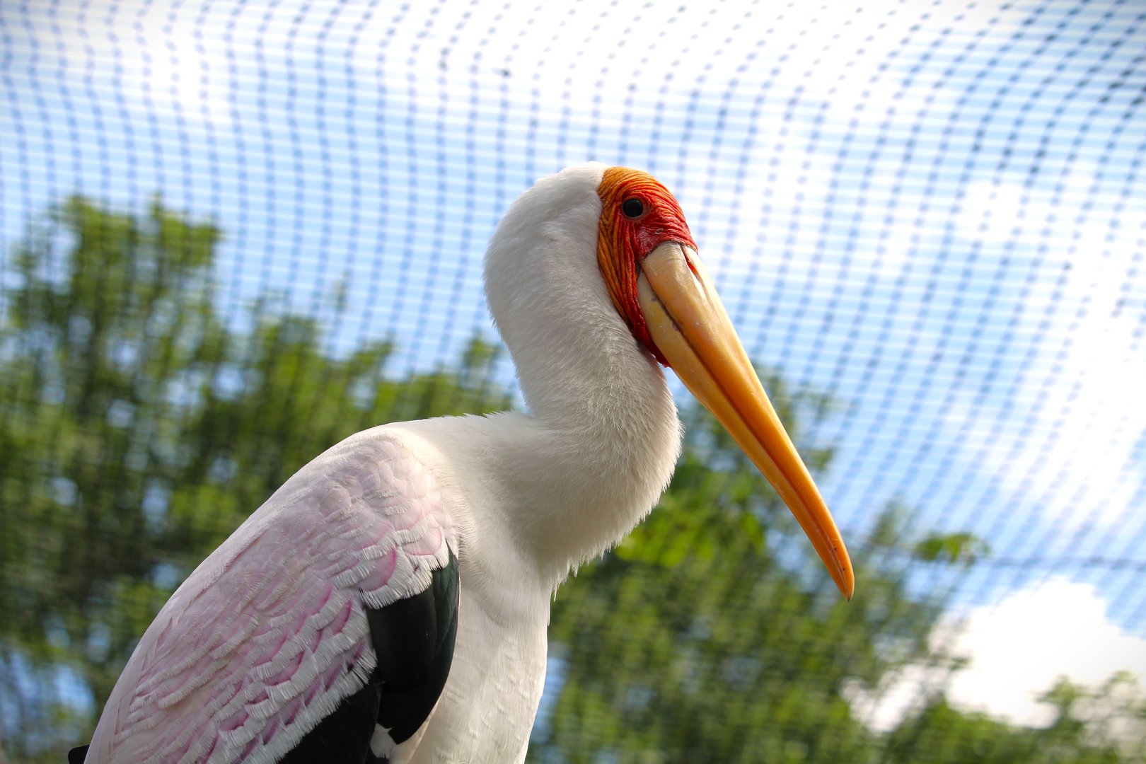 Asian Gardens - Yellow-billed Stork