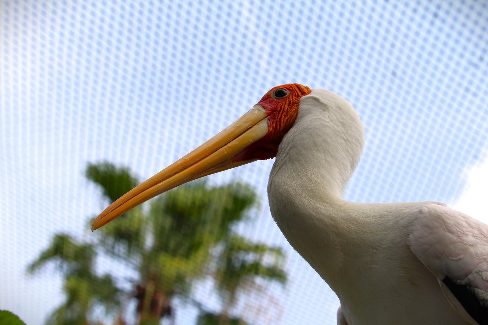 Asian Gardens - Yellow-billed Stork