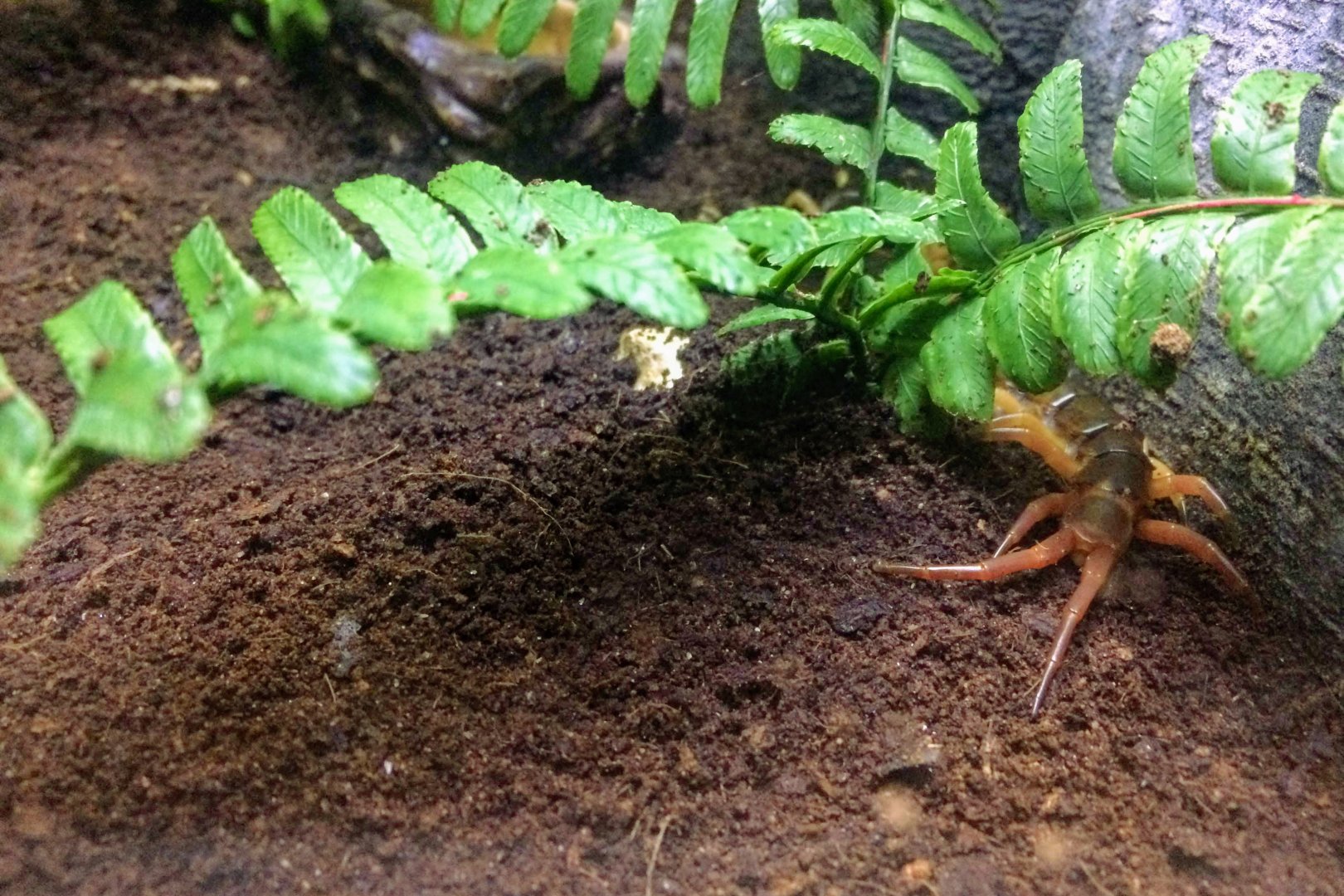 Asian Giant Centipede