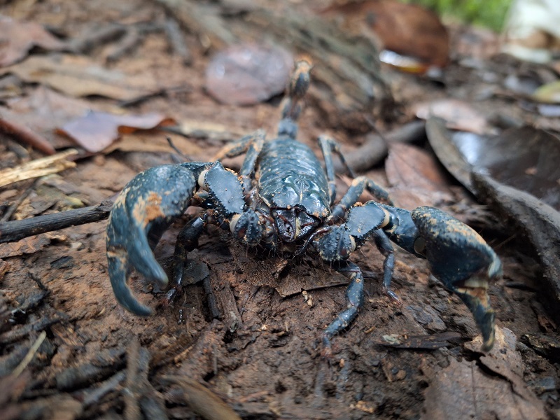 Asian giant forest scorpion (Heterometrus laoticus / silenus)
