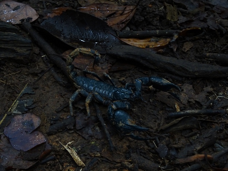 Asian giant forest scorpion (Heterometrus laoticus / silenus)