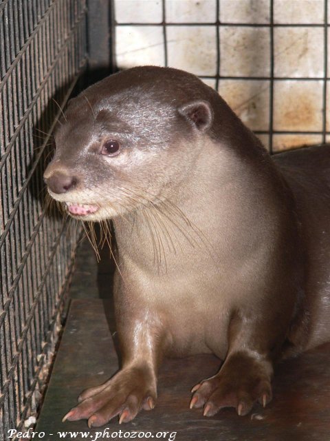 Asian giant otter (Lutrogalle perspicillata)