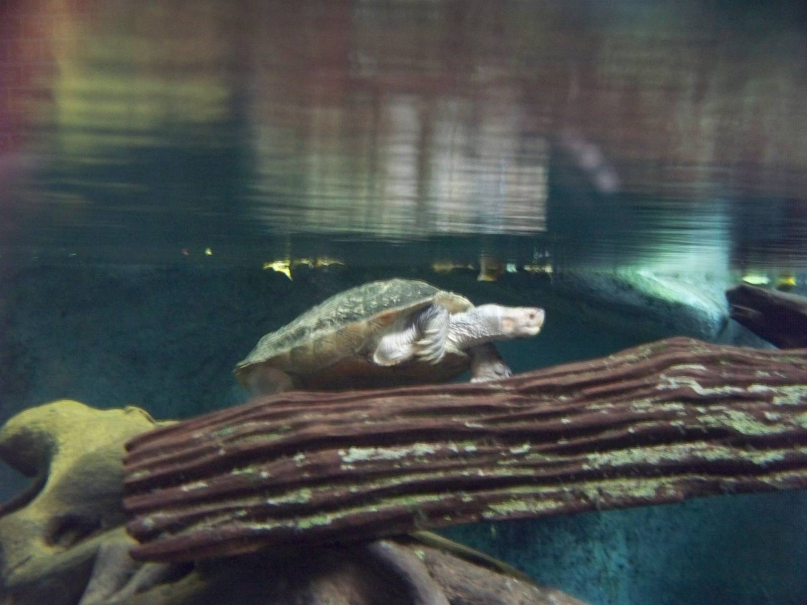 Asian Giant Pond Turtle
