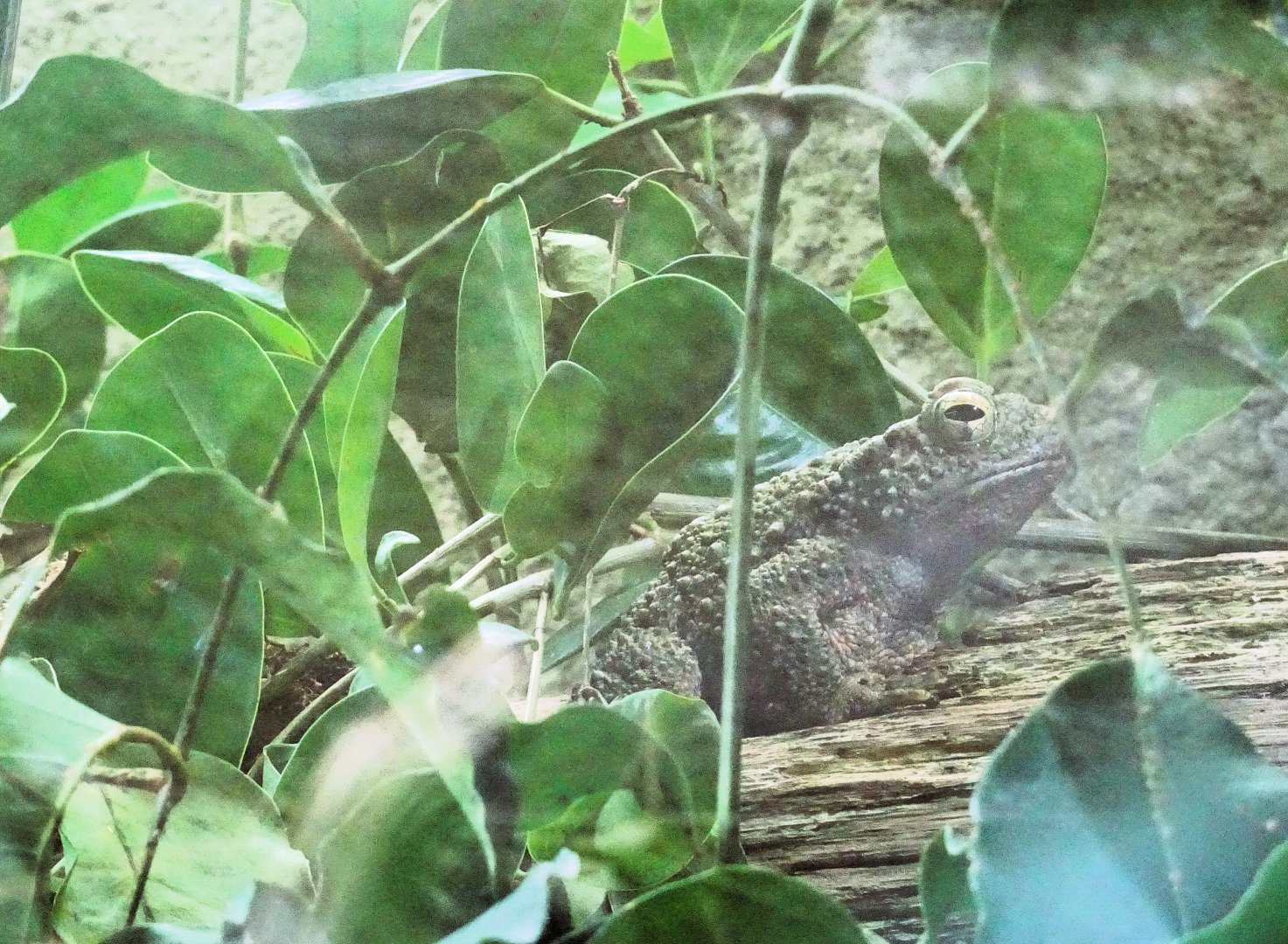 Asian Giant Toad  24 August 2025