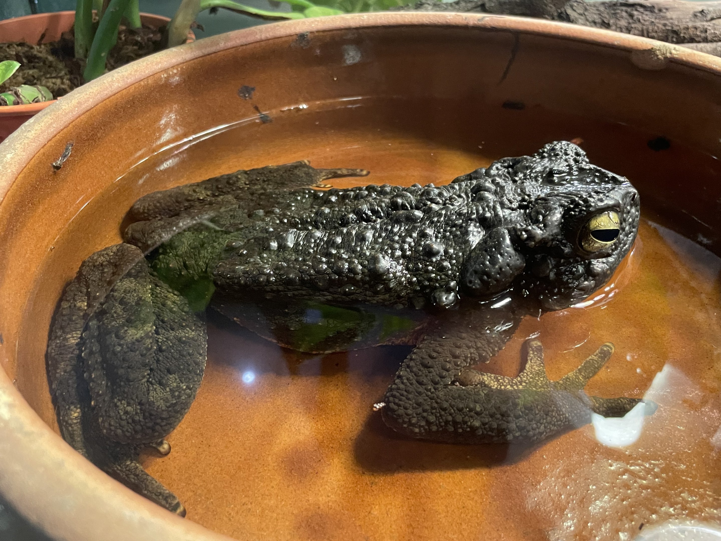 Asian giant toad  (Phrynoidis asper)