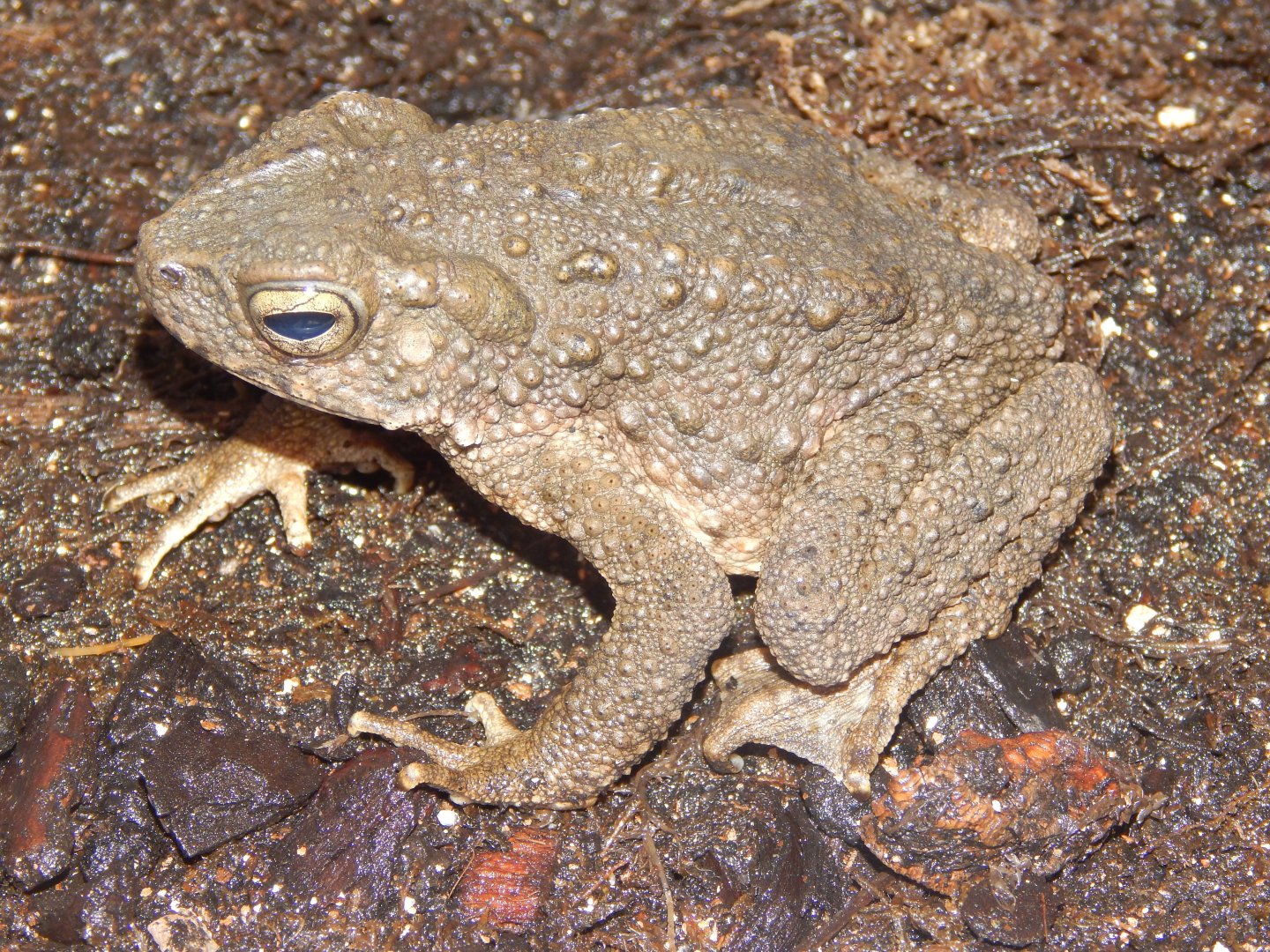 Asian Giant Toad