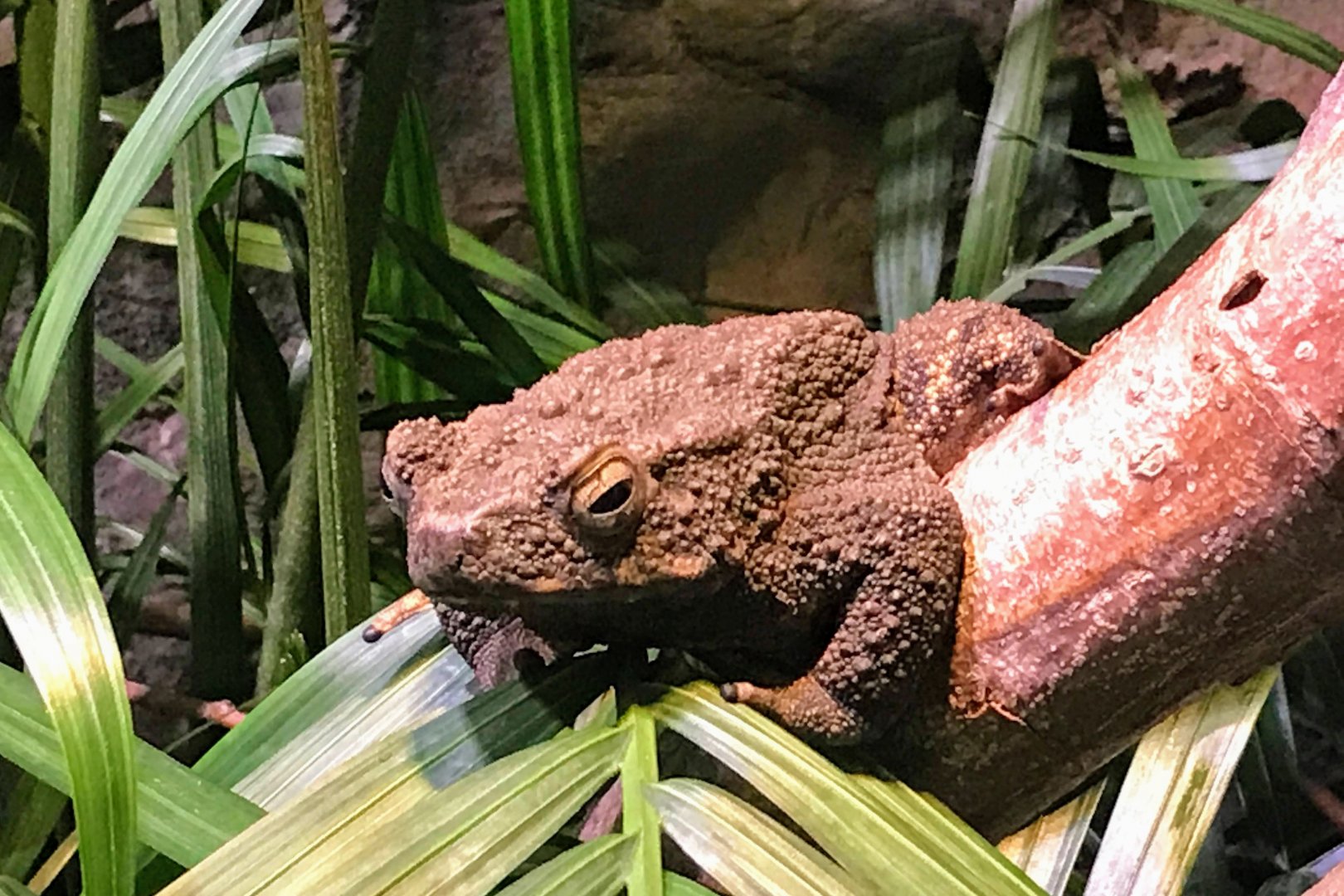 Asian Giant Toad