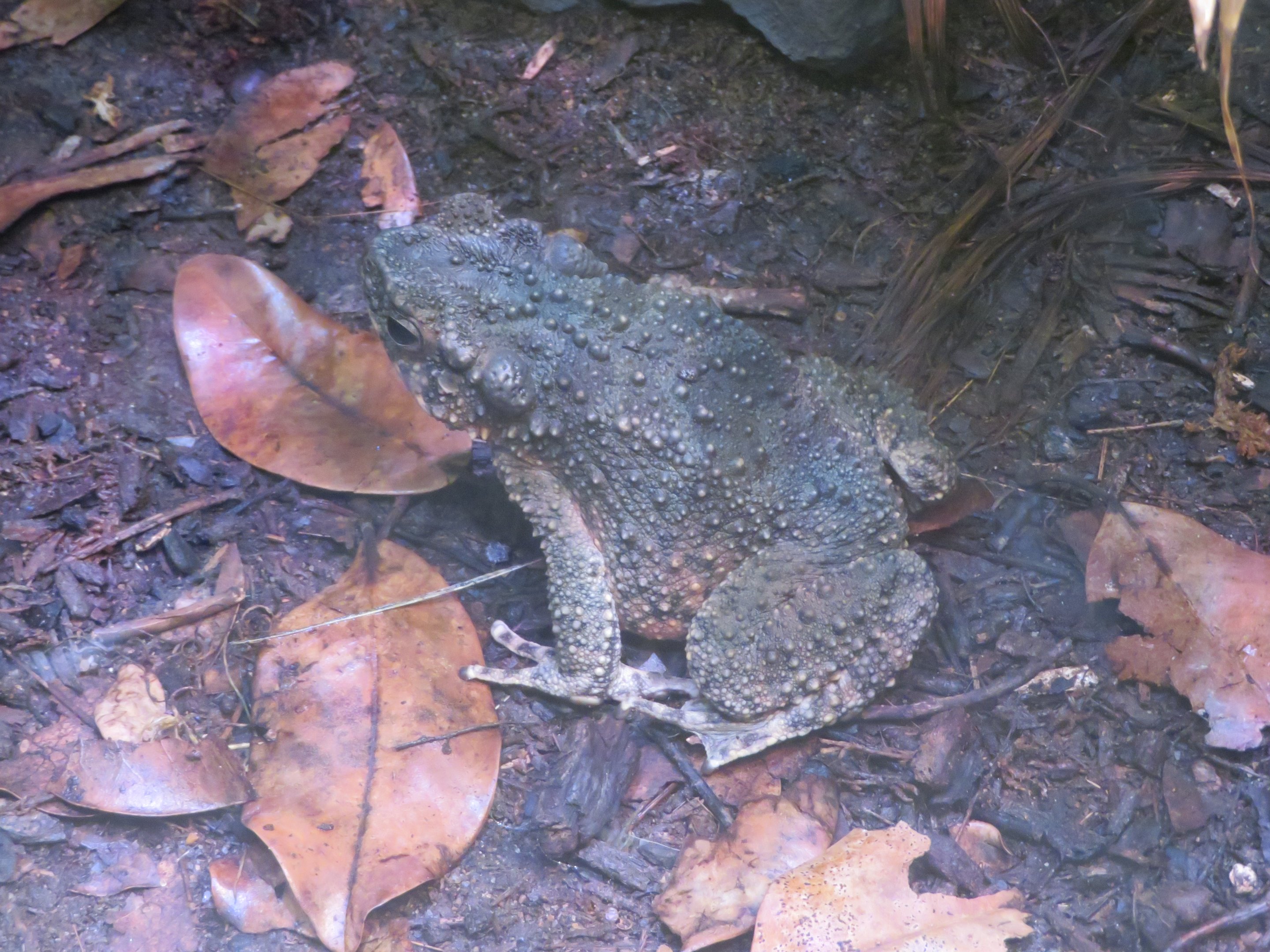 Asian Giant Toad
