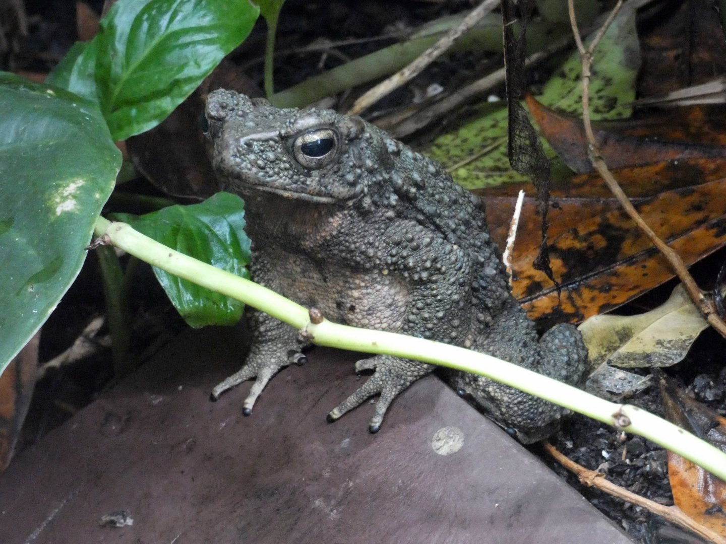 Asian giant toad