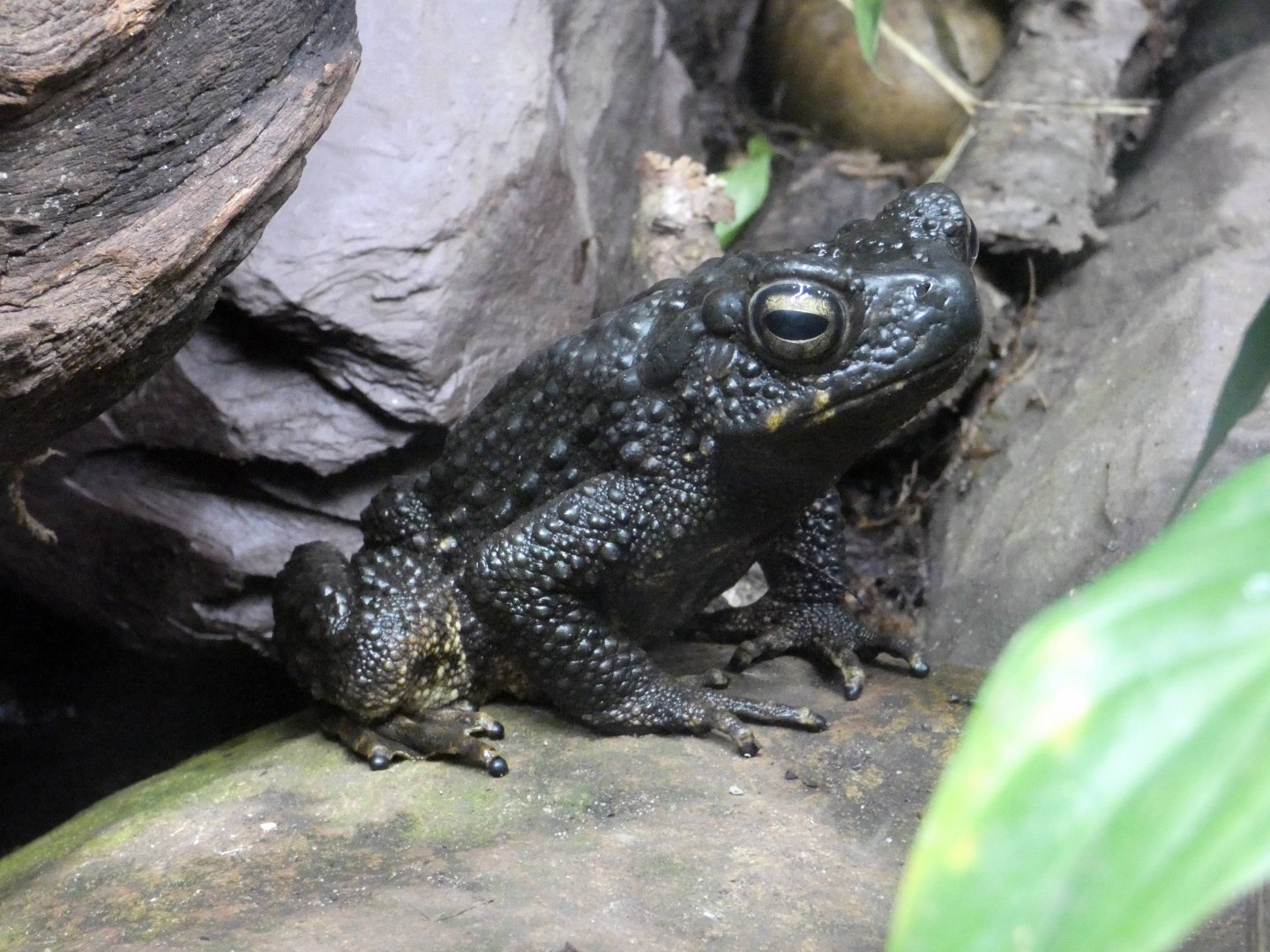 Asian giant toad