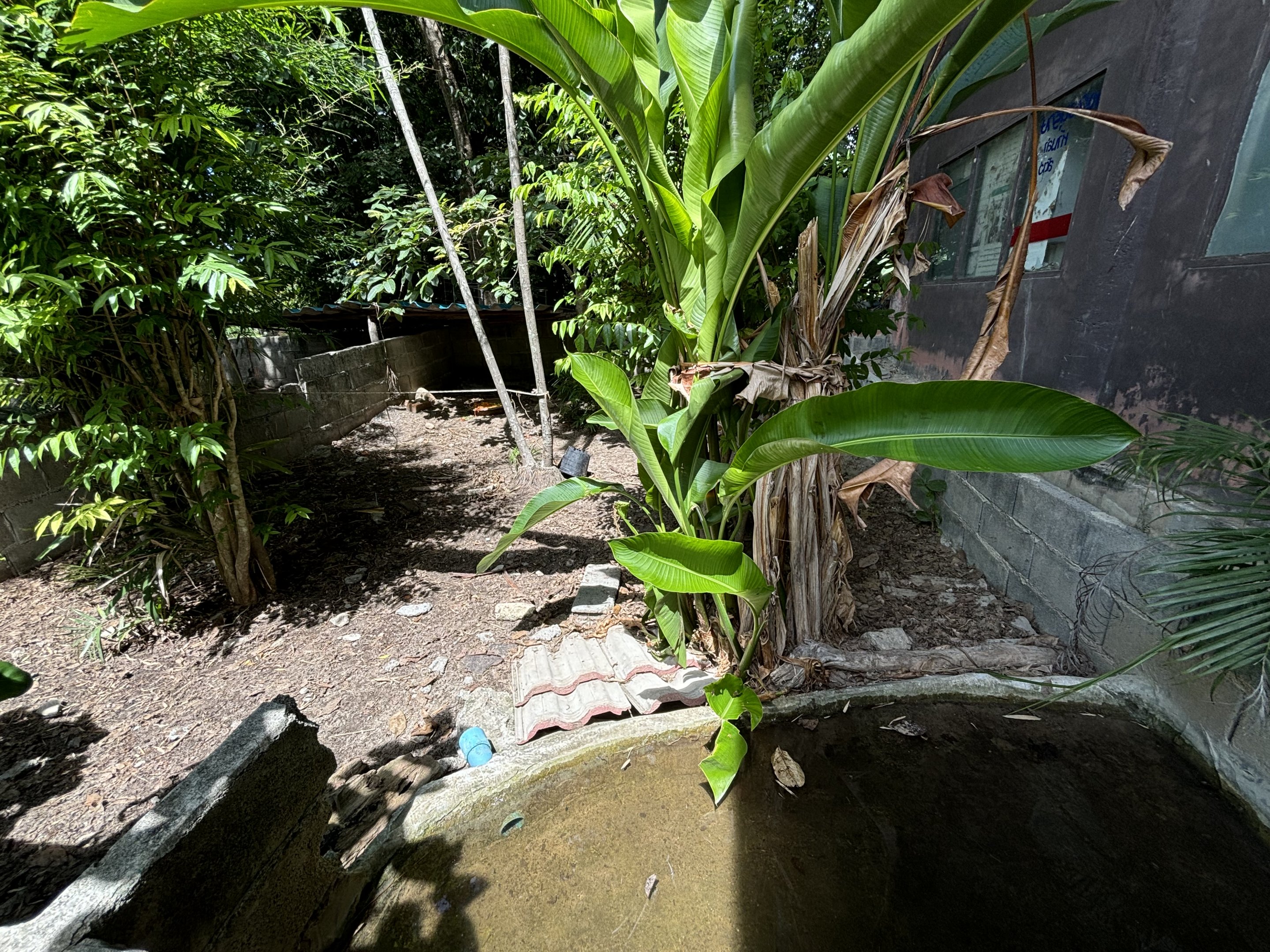 Asian Giant Tortoise Exhibit